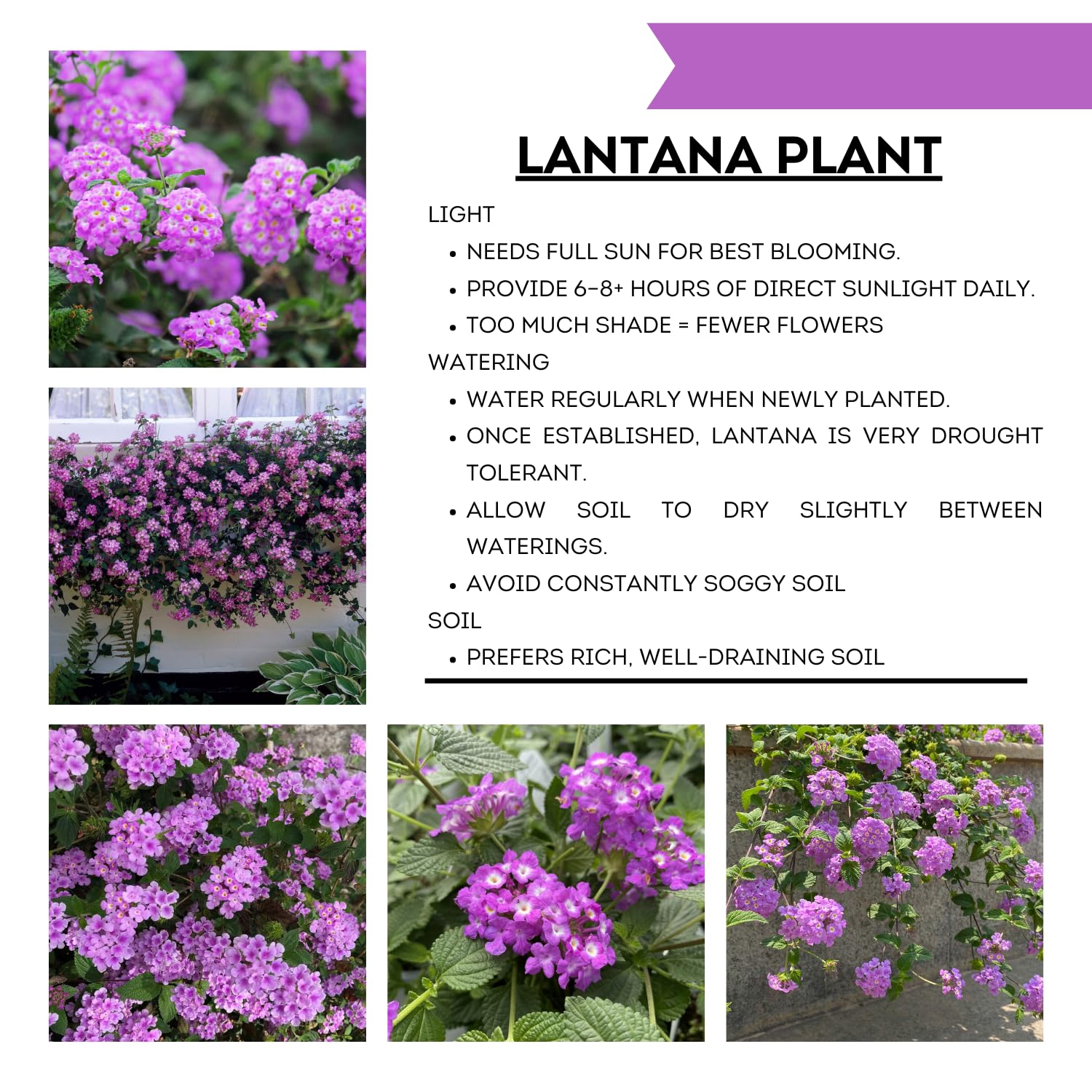 Pack 4 Purple Lantana Plants Live for Planting, Lantana Live Plants 4-9 Inch Tall, Perennial Lantana Flowers