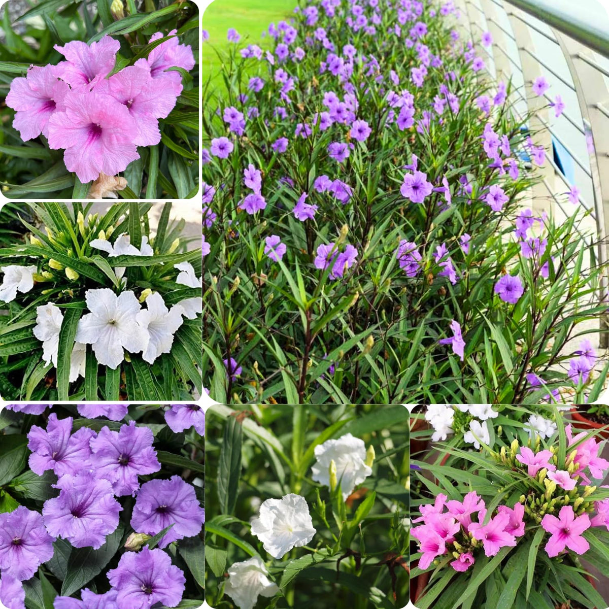 5 Mix Mexican Petunia Live Plants, Petunia Plants Live Flowering Perennial to Grow Outdoor Plants, 4-9 Inch Tall