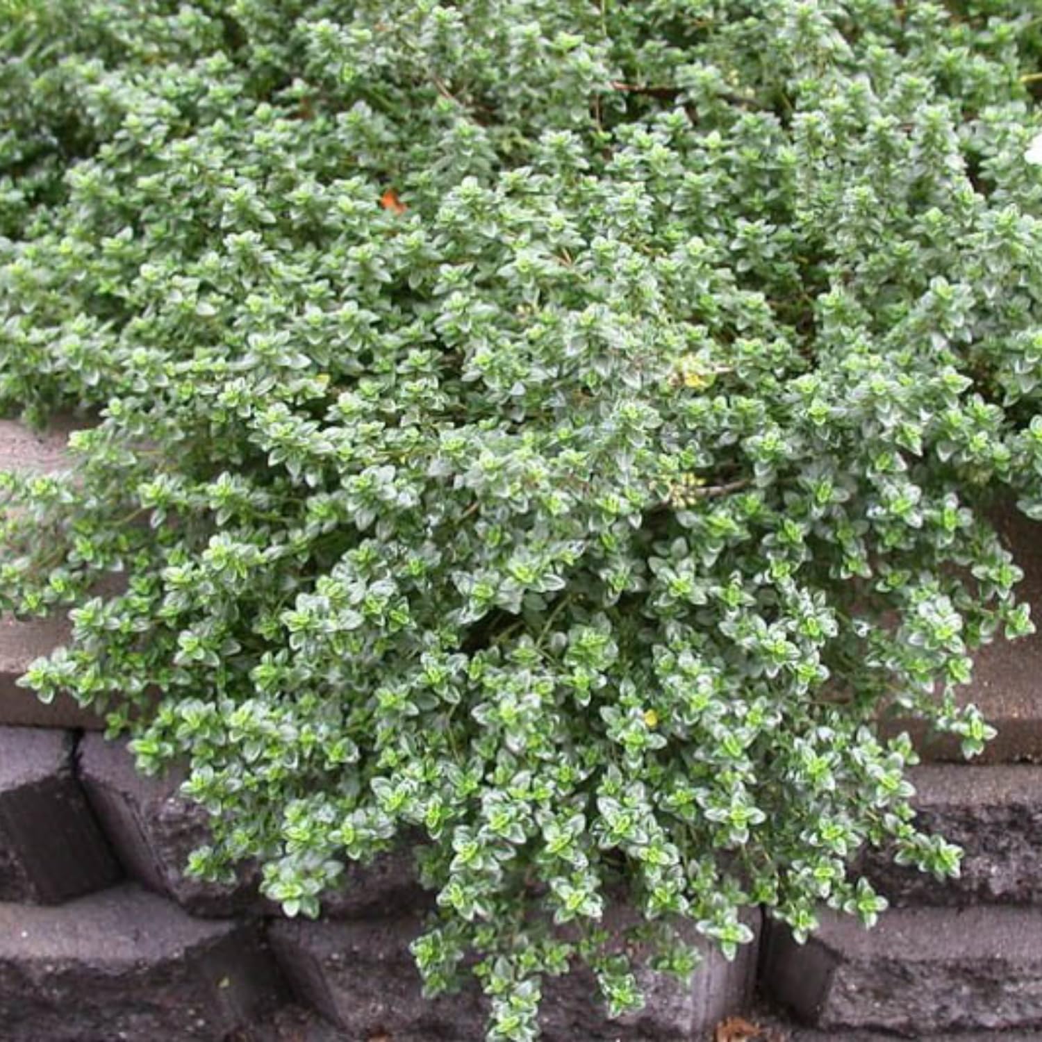 4 Lemon Thyme Live Plants, 4-6" Tall Lemon Thyme Plants, Well-Rooted Starter Plants, Fragrant Culinary Herb for Kitchen, Patio and Garden