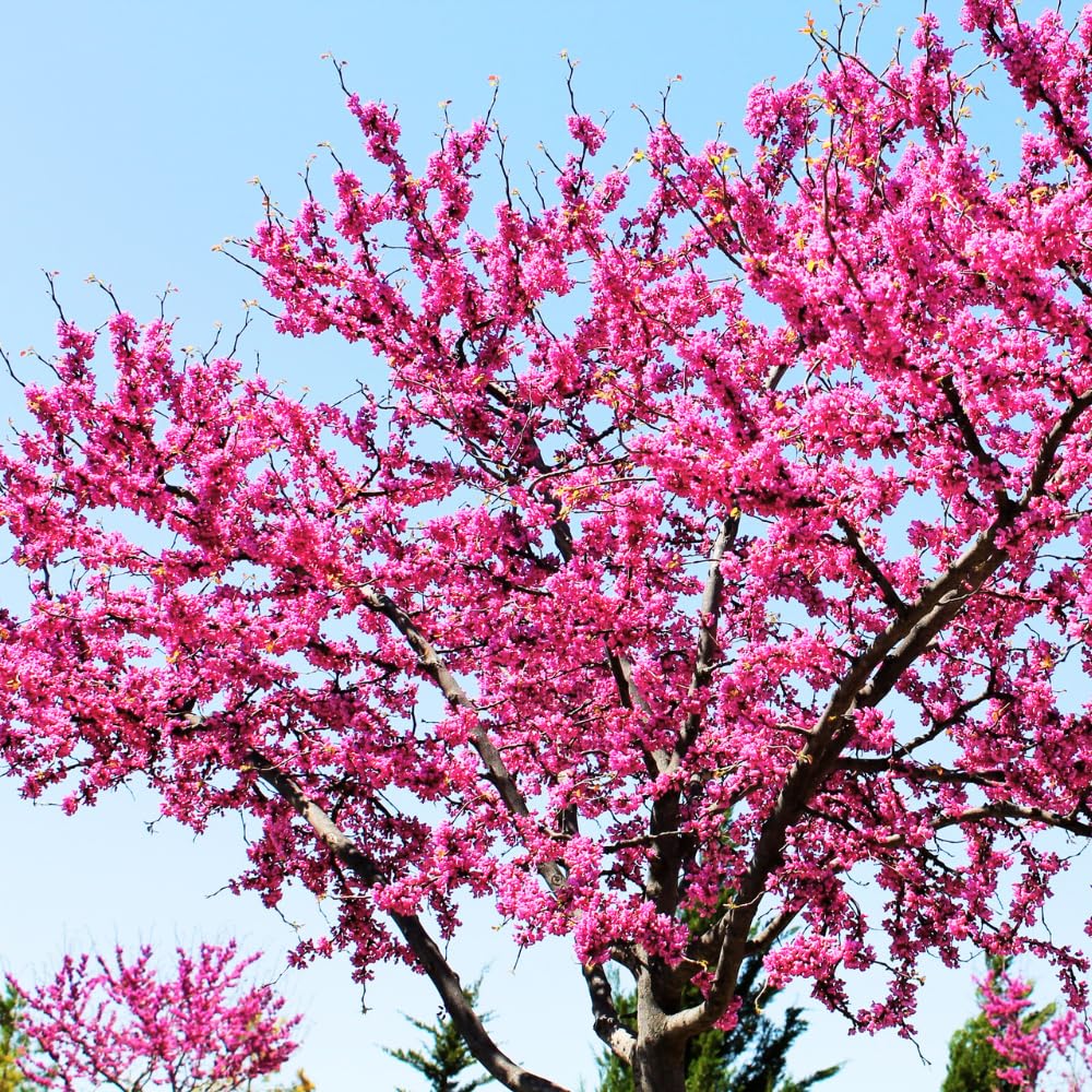 Red Bud Trees Live Plants, Eastern Redbud Tree from 1-2 Feet Height, Cold Hardy and Well Rooted for Spring Blooms