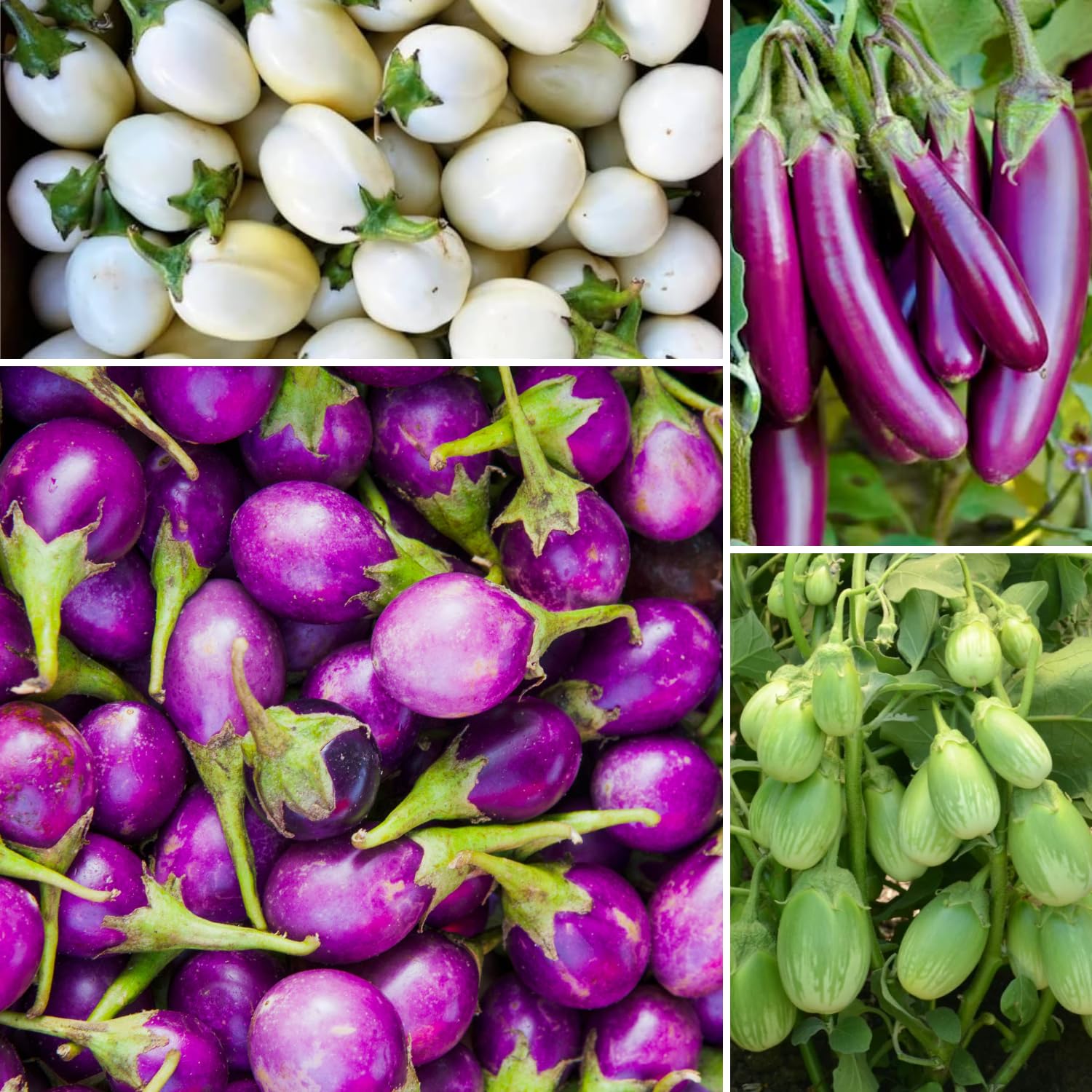 200 Mix Eggplant Seeds for Planting - White, Purple, Green Eggplant Varieties - Vegetable Seeds
