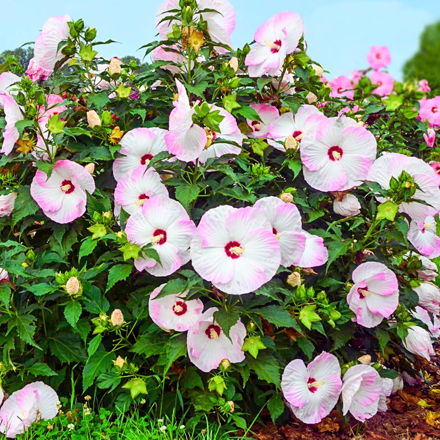 2 Hibiscus Trees Live Plants, 5-8” Tall Hardy Plants Live, Perennial Flowers (Pink Hibiscus)