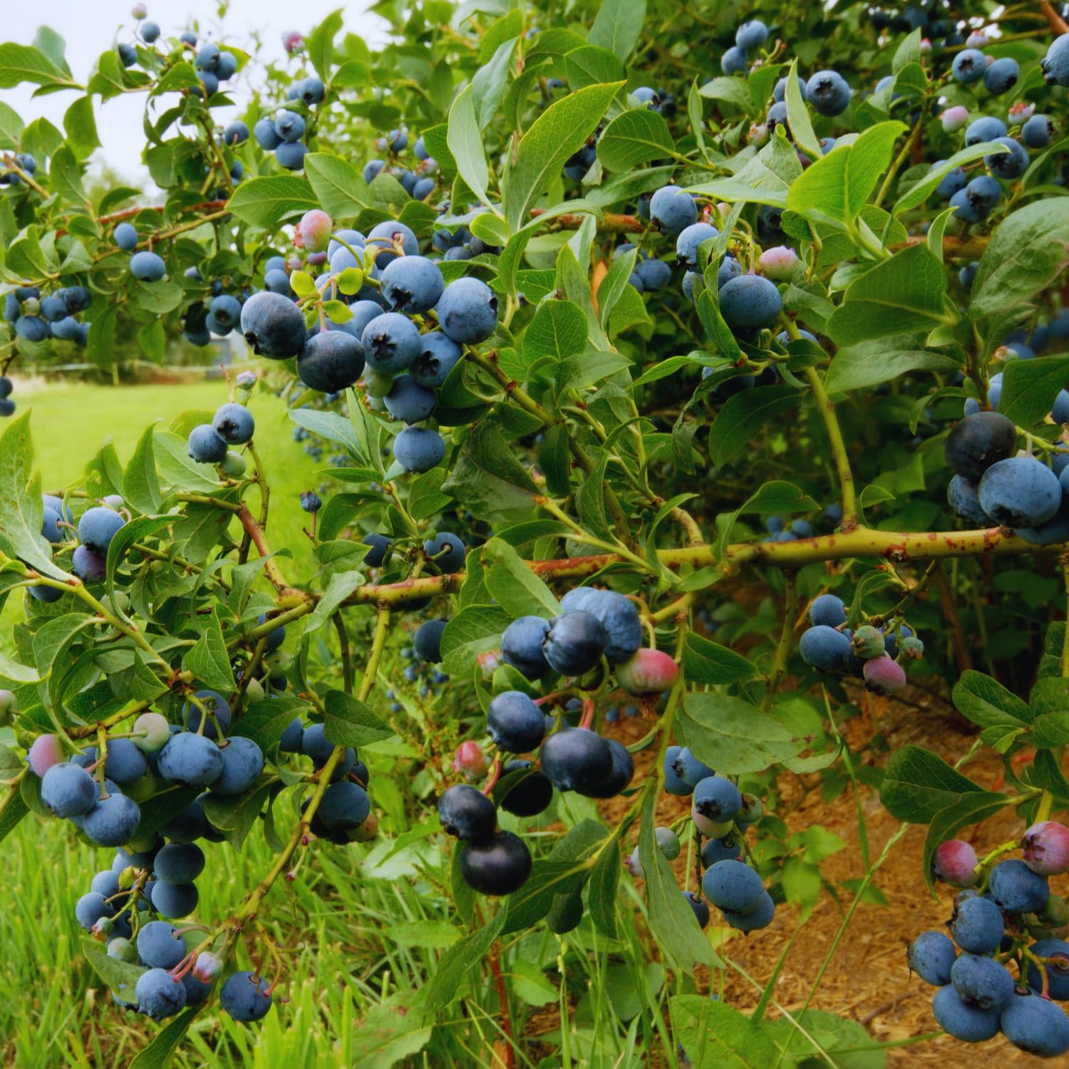 Blueberry Bushes Live Plant, Blueberry Plant, Blueberries Plants, 2-3 Feet Tall, Sweet Fruit Garden, No Ship to CA