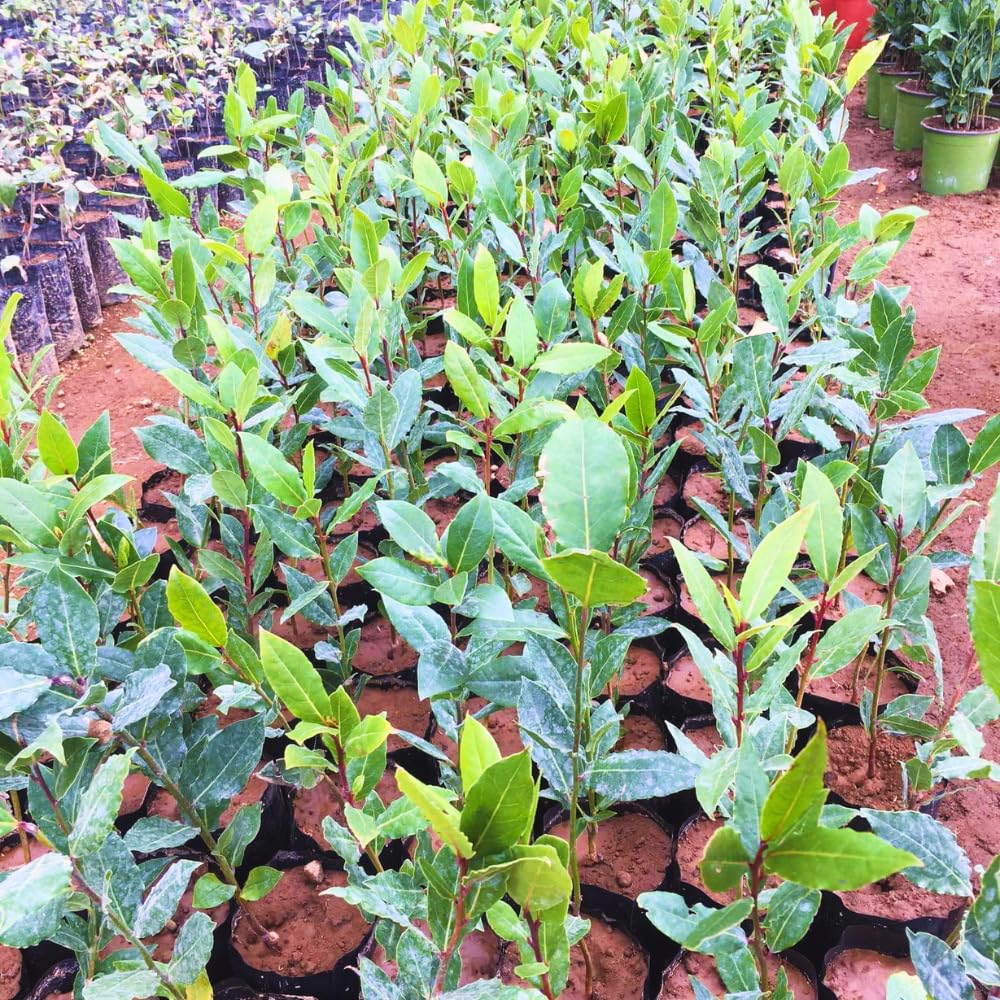 2 Bay Laurel Plants Live, 4-8 Inches Tall, Fragrant Bay Leaf Trees for Outdoor Planting, Laurus Nobilis Herb Home Garden