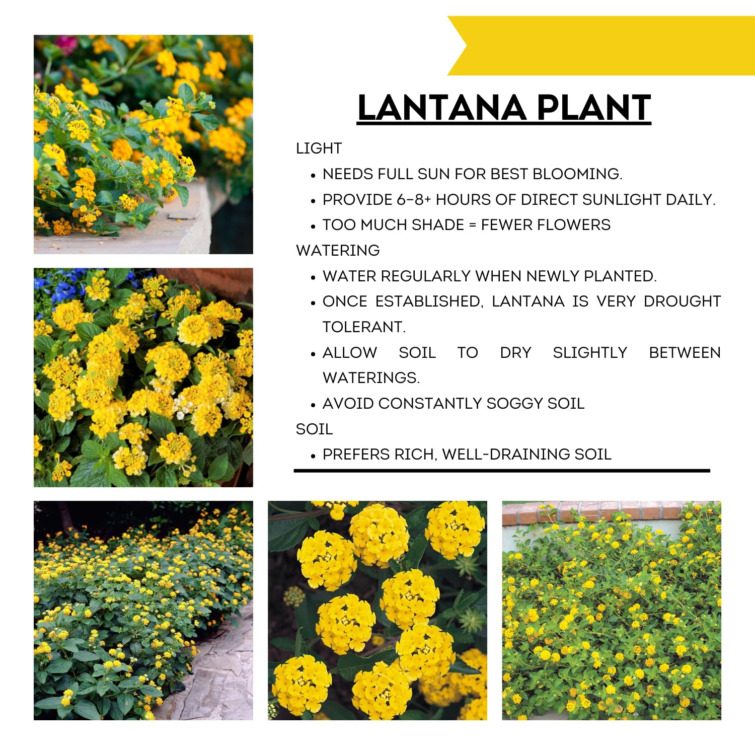 Pack 4 Lantana Plants Live for Planting, Trailing Live Plants 4-9 Inch Tall, Perennial Lantanas Flowers Indoor Outdoor (Yellow Lantana)