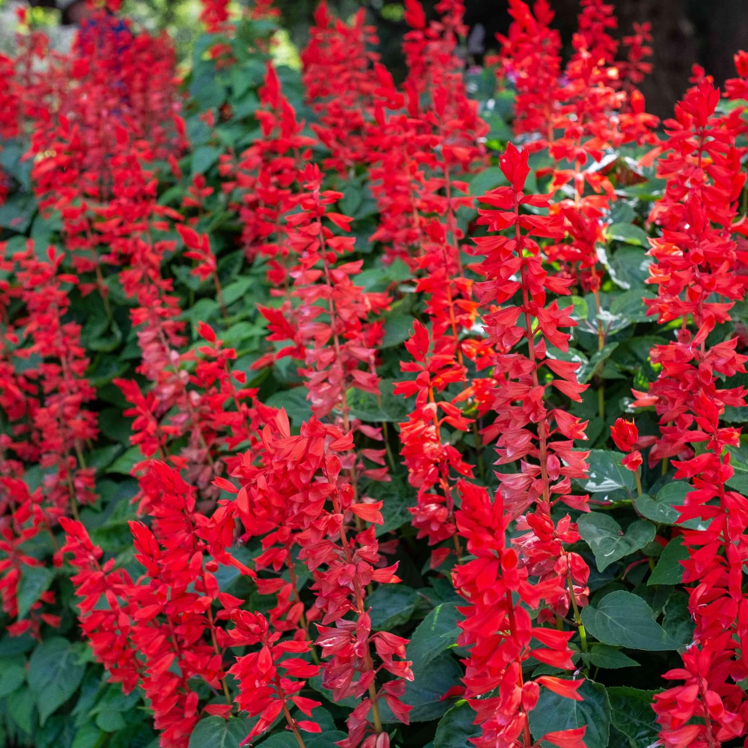 Set 3 Salvia Plants Live, Well Rooted 4-6 Inches, Vibrant, Fragrant Flowering Shrubs for Garden or Containers (Bright Red)