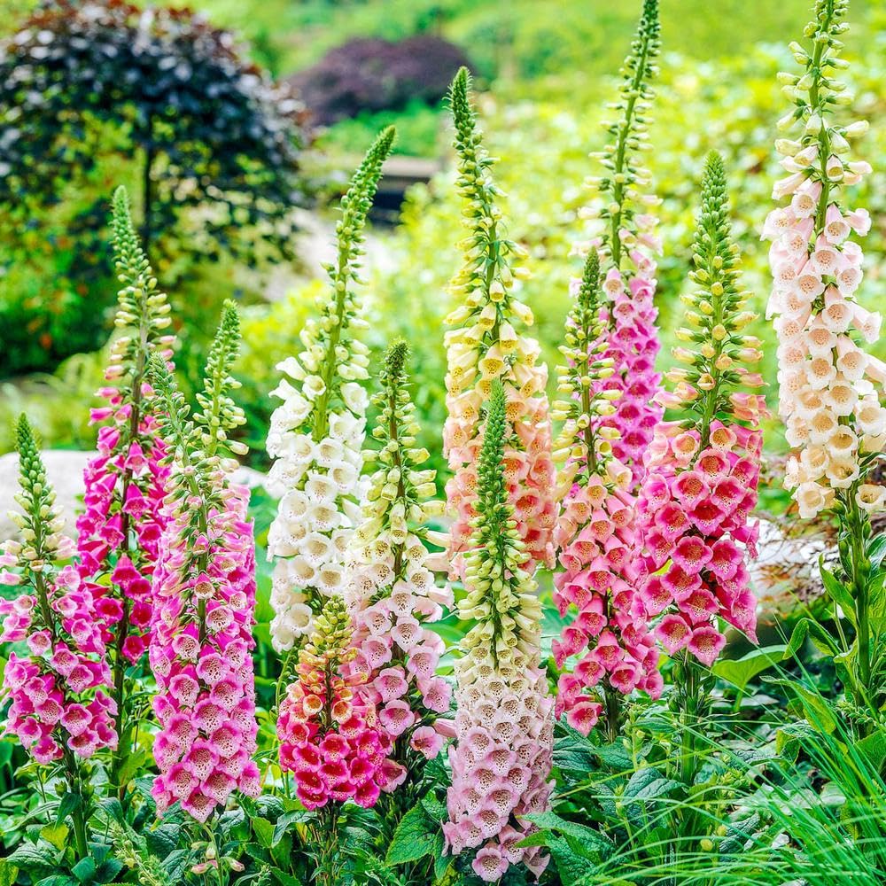 Pack 2 Foxglove Plants Live for Planting, Foxglove Perennial Flowers Well Rooted Plug 3-5" Tall