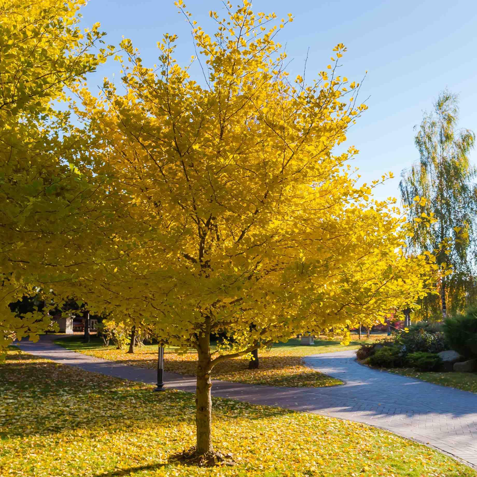 Live Ginkgo Tree in Quart Pot, Hardy Ornamental Tree with Golden Fall Foliage, Outdoor Growing, Dormant in Winter
