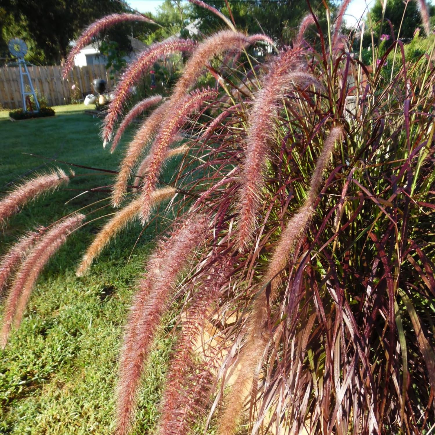 2 Red Fountain Grass Plants Live, 4-8" Tall Red Purple Ornamental Grasses Live Plants Perennial for Planting, Well Rooted Plant, No Pot