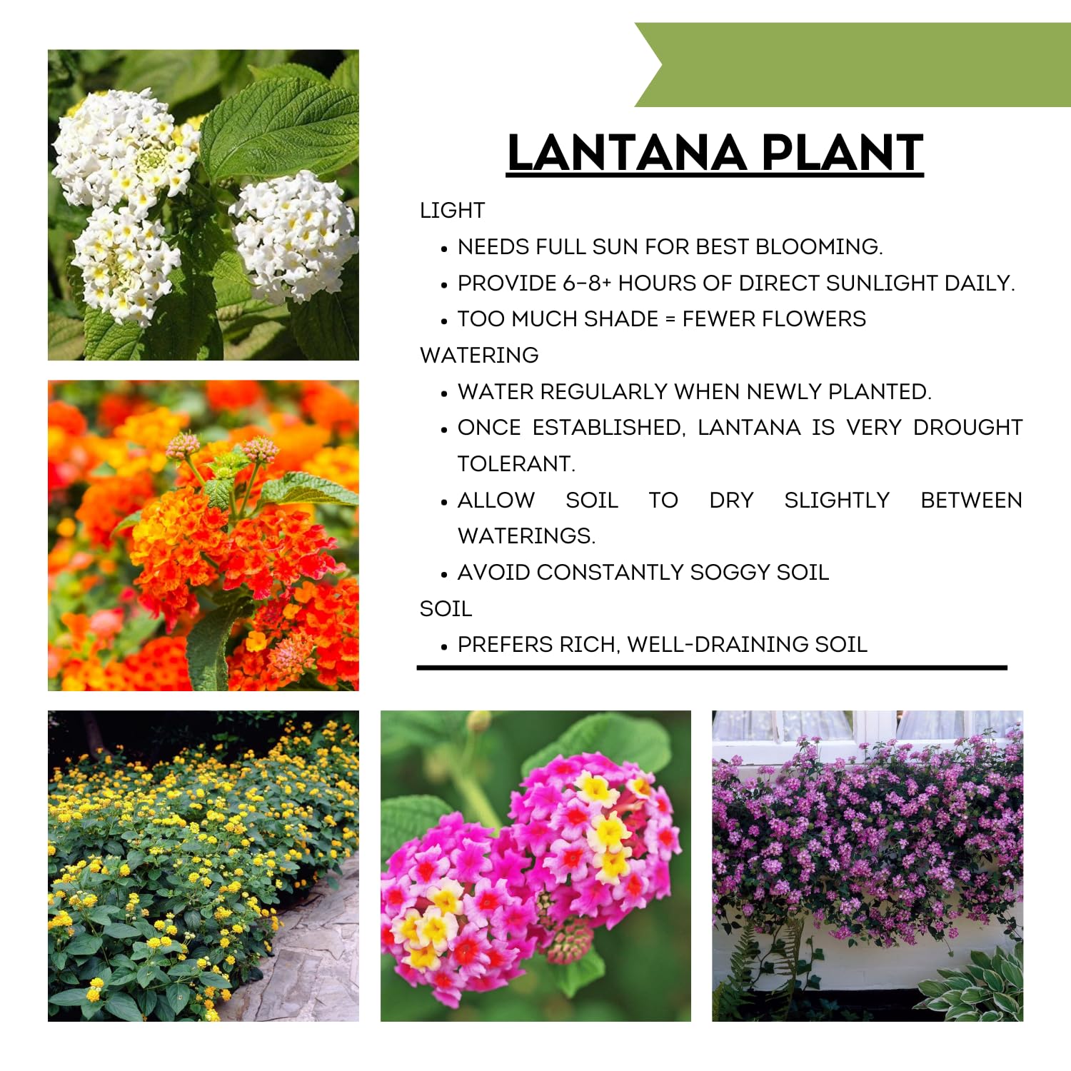 Set of 4 Multicolor Lantana Plants Live, 4-8 Inch Tall Well-Rooted Trailing Lantana for Indoor and Outdoor Planting, Assorted Varieties