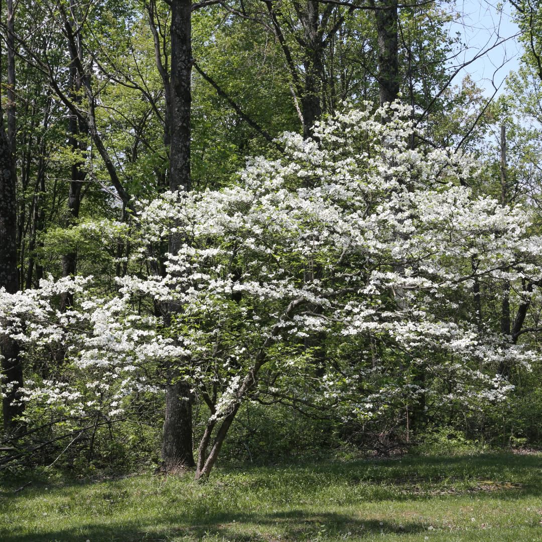 Live Dogwood Tree Plant, White Flowering Tree, 2 Feet Tall, Ready for Planting