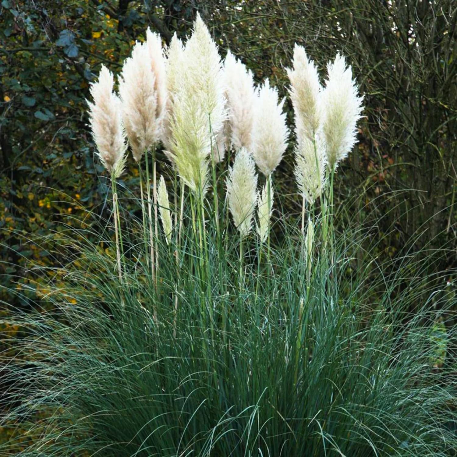 2 Pampas Grass Plants Live, Tall Ornamental Perennial Grass for Landscaping, 5-9 Inch Height Well Rooted (Dwarf Blue Pampas Grass)