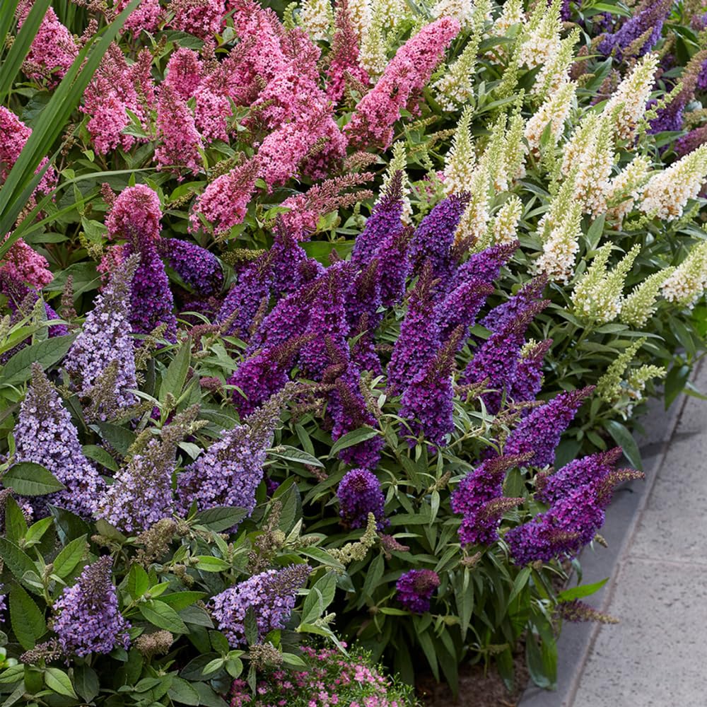 2 Butterfly Bushes Live Plants, Perennial Butterfly Bush for Outdoor Garden, Container Growing 4-7 Inches (Assorted)