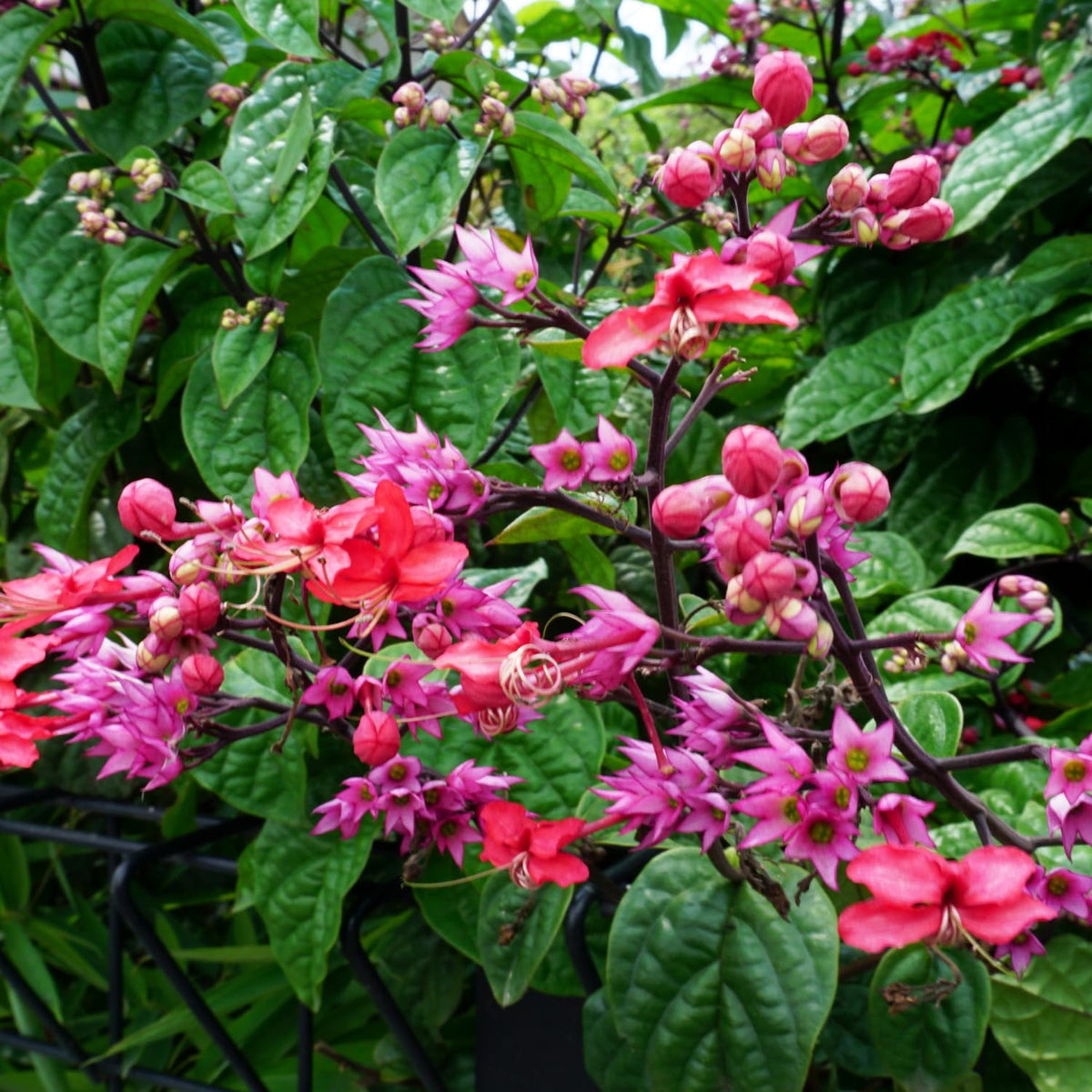 4 Red Bleeding Heart Vines Plants Live, Starter Size 4-6" in Tall, Indoor Outdoor Growing Clerodendrum Fragrant Tree
