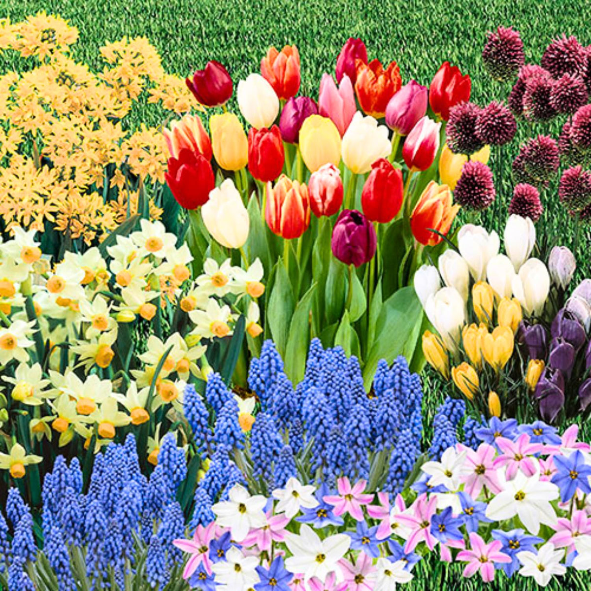 Flower Bulbs for Fall Planting, Top-Size Bulbs with 5 Varieties for Colorful Spring Blooms, Continuous 50 Days of Colorful Blooms (Mixed Flower Bulbs)