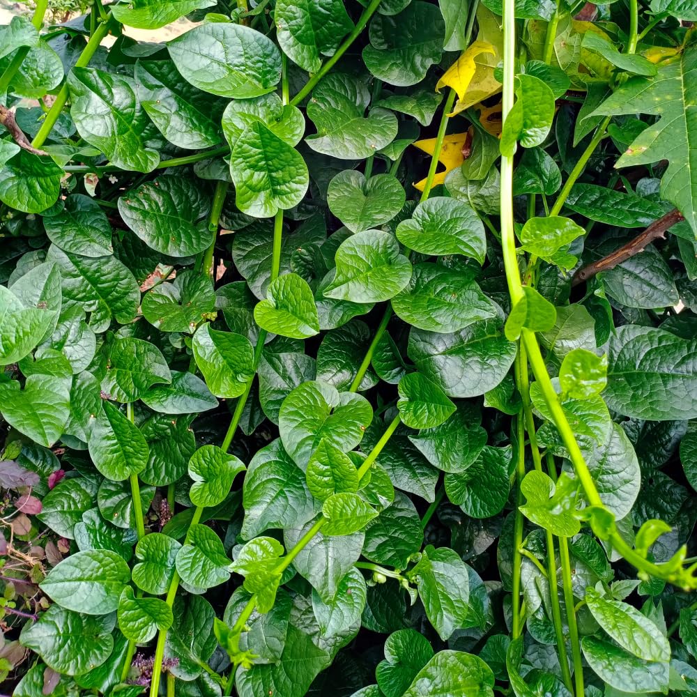 2 Green Malabar Spinach Live Plants, Vegetable Plant, Malabar Spinach Plant Live, 4 to 7 Inc Long