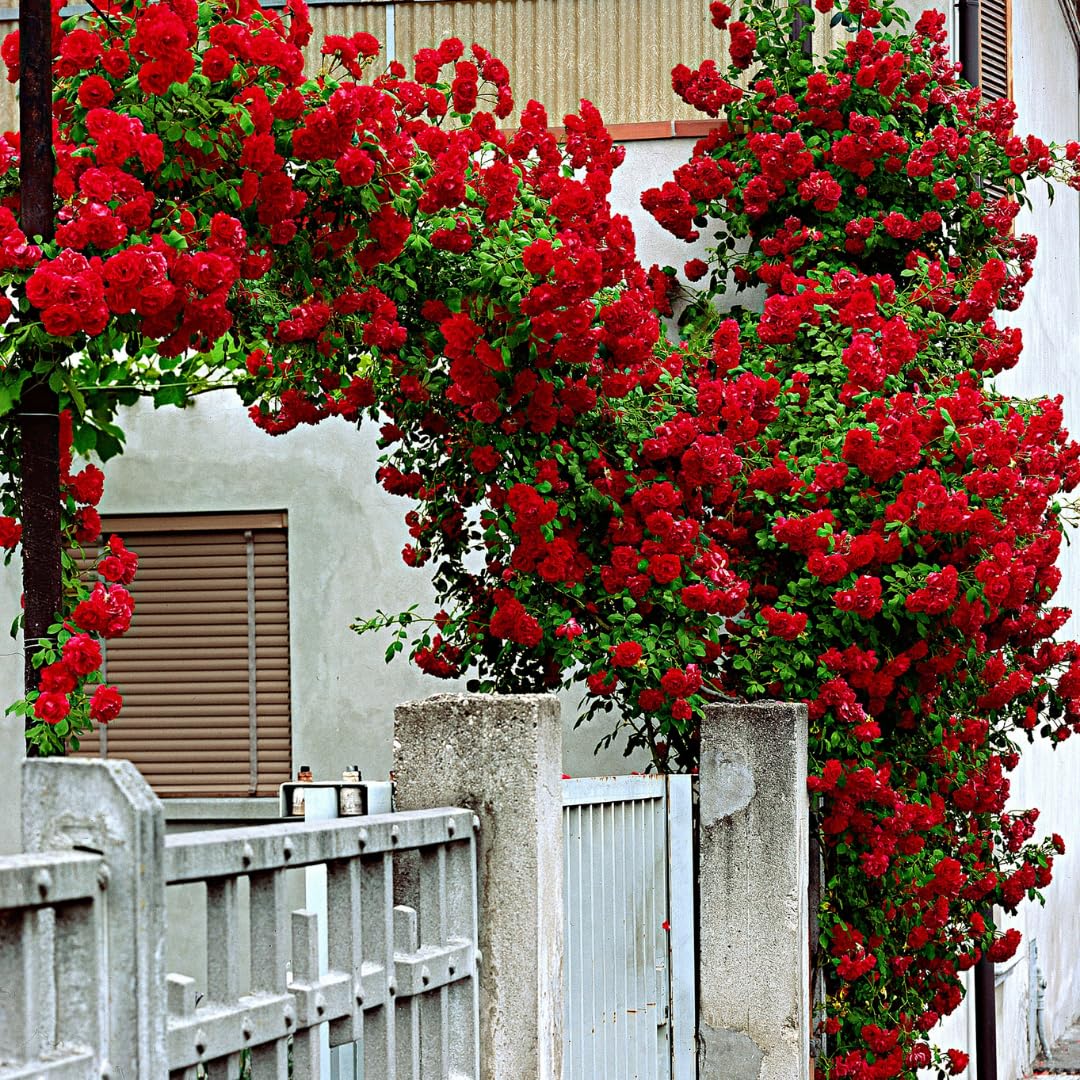 4 Red Don Juan Rose Plants Live, Climbing Roses Can Train As Rose Bushes, Fragrant Flowering Roses for Garden, 4-8" Tall Well-Rooted, Spring Planting