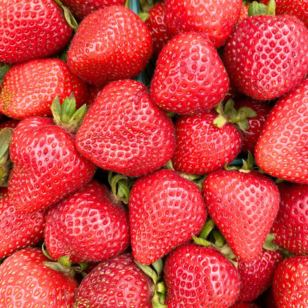 Set 2 Bright Red Strawberry Plant Live, Strawberry Plants Well Rooted from 4 to 6 Inches Tall, Everbearing Variety for Indoor Outdoor Garden