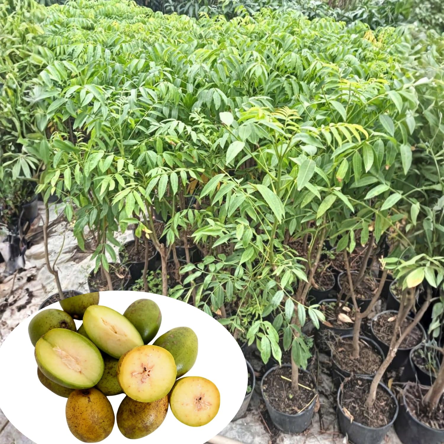 June Plum Tree in 3 Gallon Pot, Tropical Fruit Tree for Home Garden, 2-3 Ft Well-Rooted June Plum Plant in Pot
