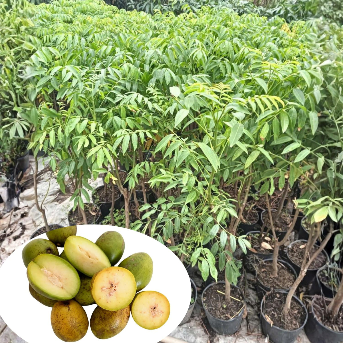 June Plum Tree in 3 Gallon Pot, Tropical Fruit Tree for Home Garden, 2-3 Ft Well-Rooted June Plum Plant in Pot