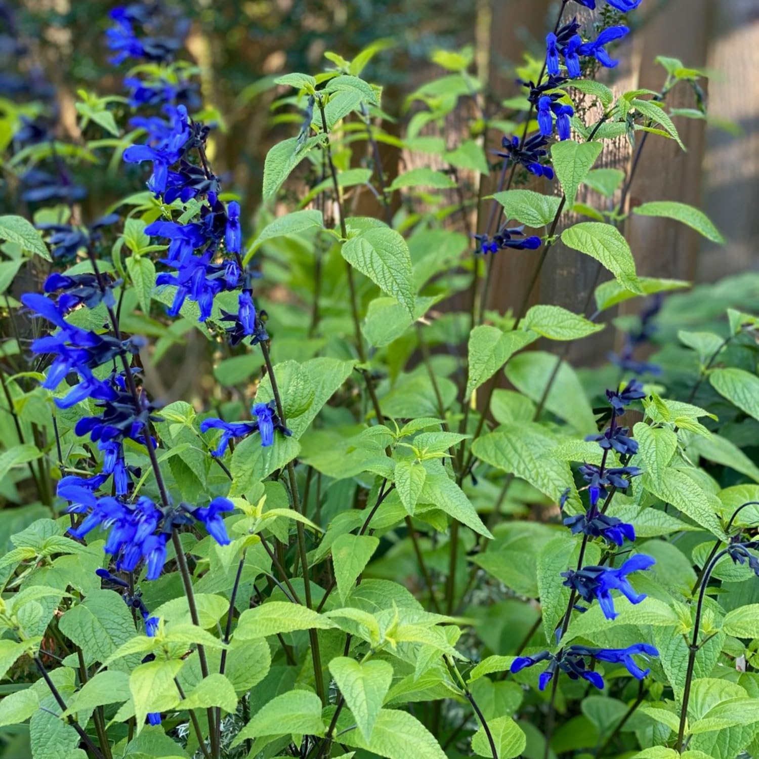 Set 3 Salvia Plants Live, Well Rooted 4-6 Inches, Vibrant, Fragrant Flowering Shrubs for Garden or Containers (Dark Blue)