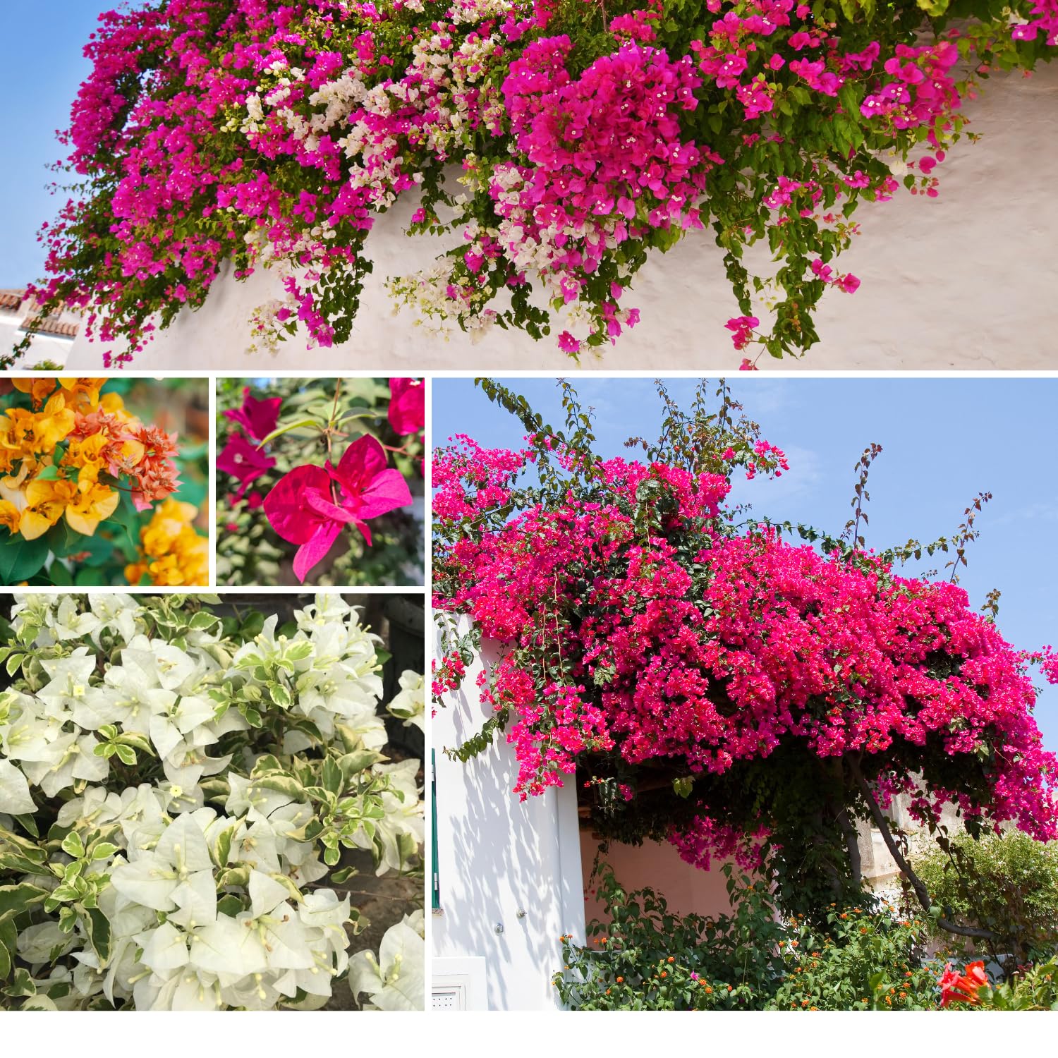 Set of 4 Mix Bougainvillea Plants,5-8" Bougainvillea Live Plants, Colorful Tropical Blooms, Perennial Vine, Well-Rooted