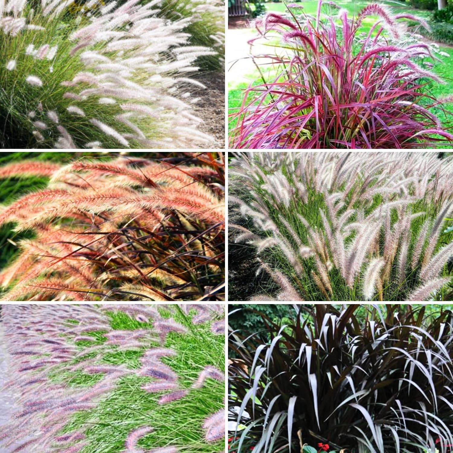 2 Mix Fountain Grass Plants Live, Tall Ornamental Perennial Grass for Landscaping, 5-9 Inch Height Well Rooted