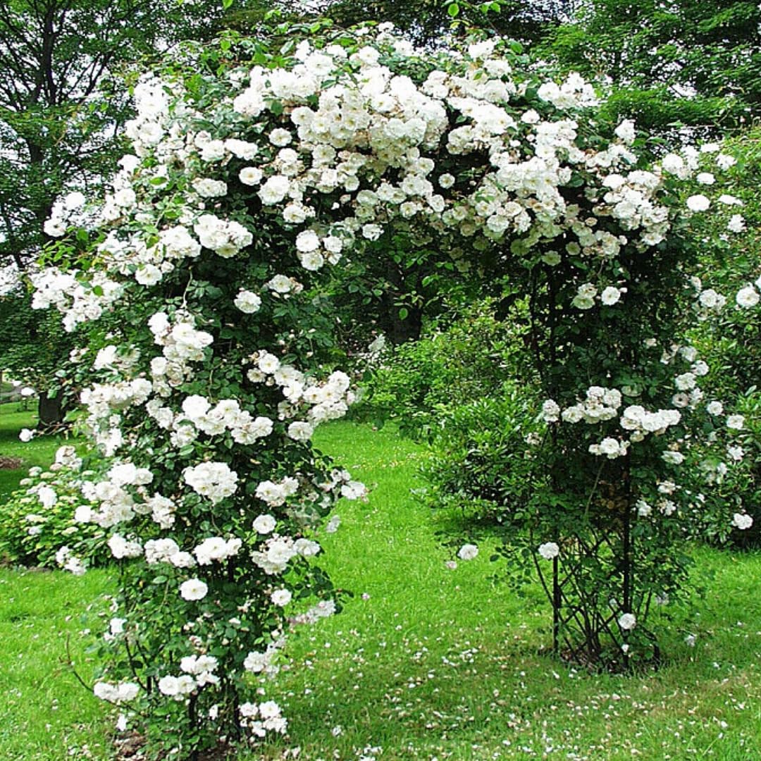 2 White Rose Plants Climbing, Roses Bushes Plant Live Trees, Fragrant and Well-Rooted, Starter 4 to 9 Inc Tall, No Leaf, Vining Roses for Planting Outdoor, Colorful Blooms