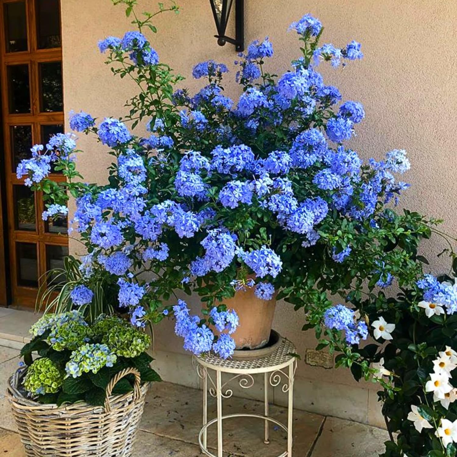 Set 4 Plumbago Plants 4–6'' Tall, Vibrant Flowering Shrubs for Garden or Containers, Well Rooted, Ready to Grow (Blue)
