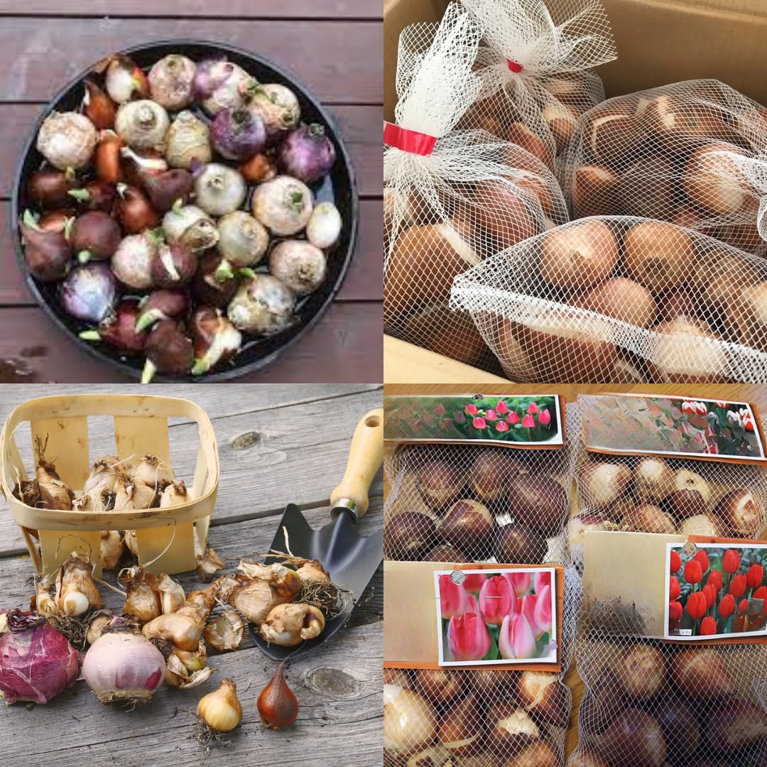 Pack 50 Multicolor Flower Bulbs for Fall Planting, Top-Size Bulbs, Mix Flower Bulbs for Planting, Bloom All Spring and Summer, Variety of Colors