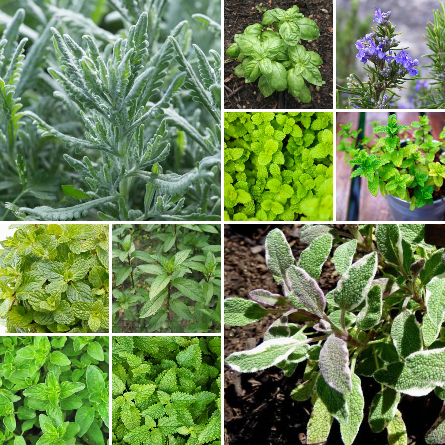 5 Assorted Herb Live Plants, Combo Herb Starter Plants, 4-8" Tall Mix Rosemary, Lemon Balm, Basil, Oregano and More Fragrant Herbs Varieties for Garden, Patio and Kitchen Growing, No Pot