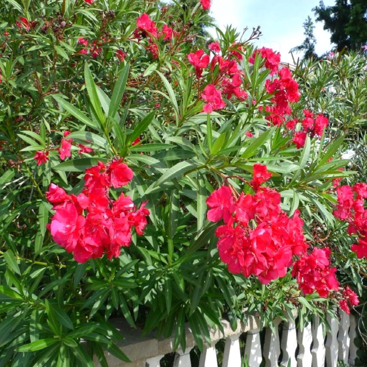 3 Red Oleander Plants Live Oleander Flower Plants, 5 to 7 Inc Tall Plant for Garden