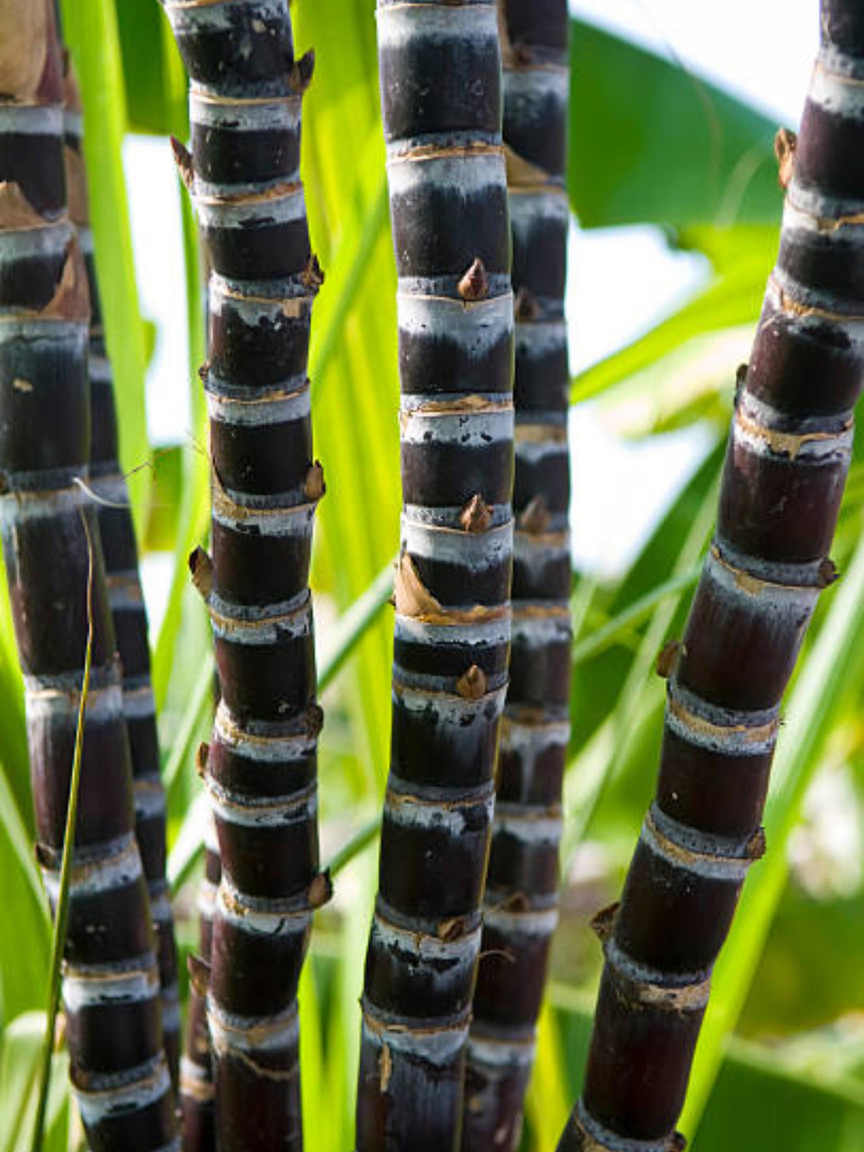5 Sugar Cane Plants Live Rooted Cuttings Ready for Planting, 2-3" Ideal for Growing Sweet, Fresh Sugar Cane