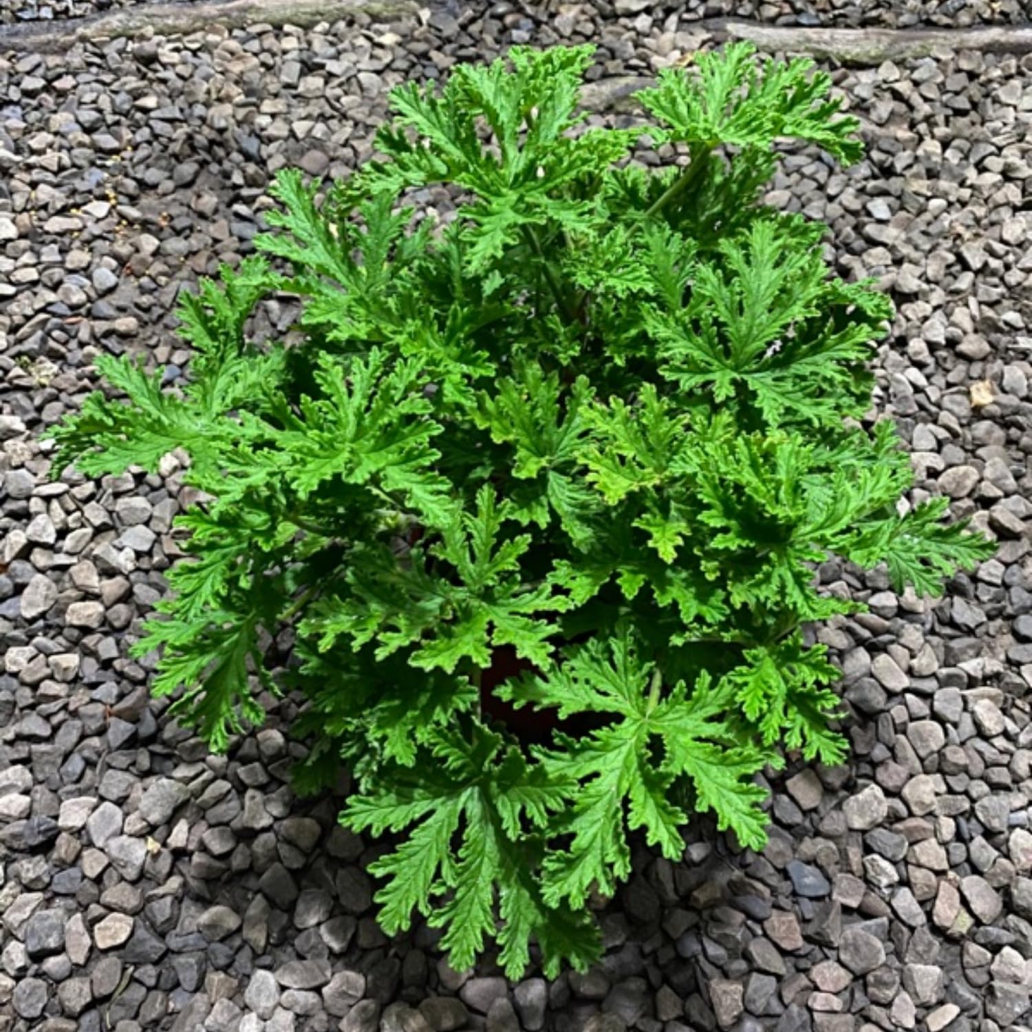 Citronella Plants Live, 5 to 8 Inc Tall, Live Citronella Plants Herb Plant Outdoor Growing