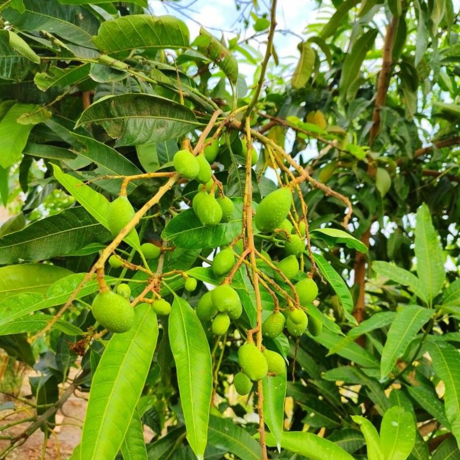Green Mango Plant Live, Sweet Tropical Mango Live in 3 Gallon Pot, Mango Fruit Tree for Outdoor Planting, 3-4 Feet Tall, No Ship to CA