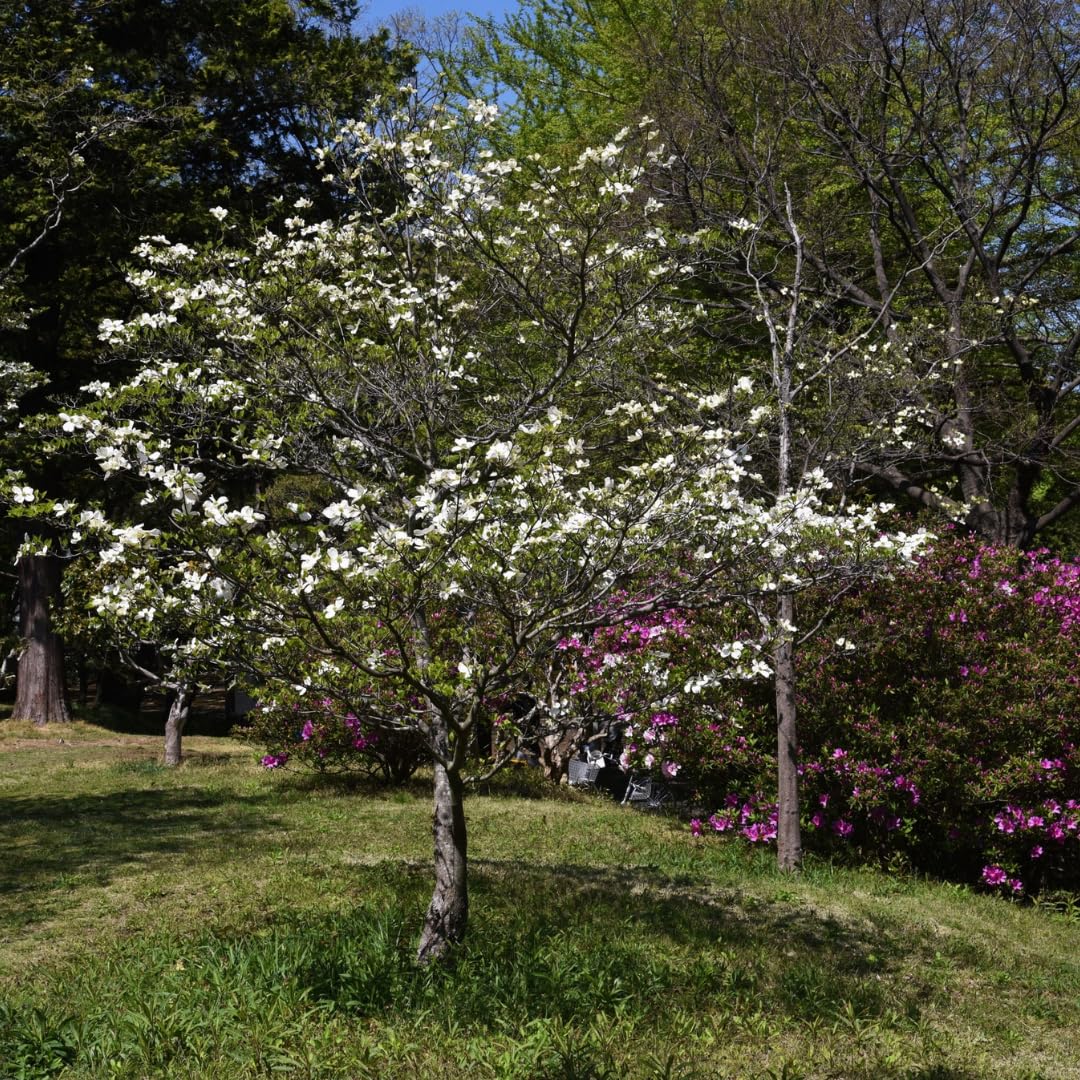 Live White Dogwood Tree Plant, Ornamental Flowering Dogwood, 6 to 12 Inches Tall for Outdoor Planting