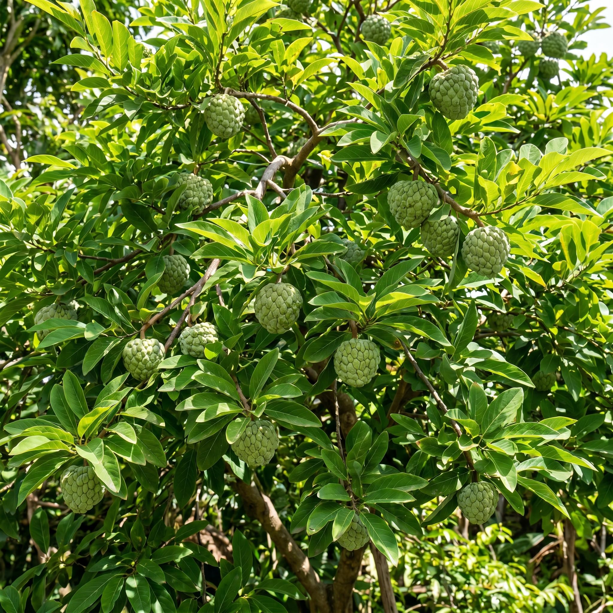 Sugar Apple Tree 2-3 Feet Tall in 3 Gallon Pot, Sweet Tropical Fruit Tree, Backyard and Container Planting, No CA (Green Sugar Apple)