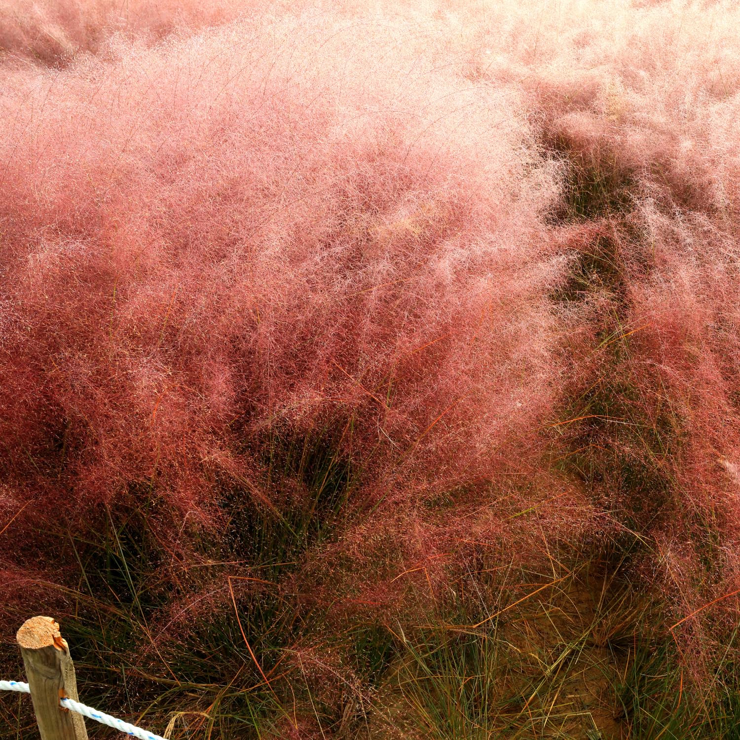 2 Ruby Muhly Grass Plants Live, Tall Ornamental Perennial Grass for Landscaping, 5-9 Inch Height Well Rooted
