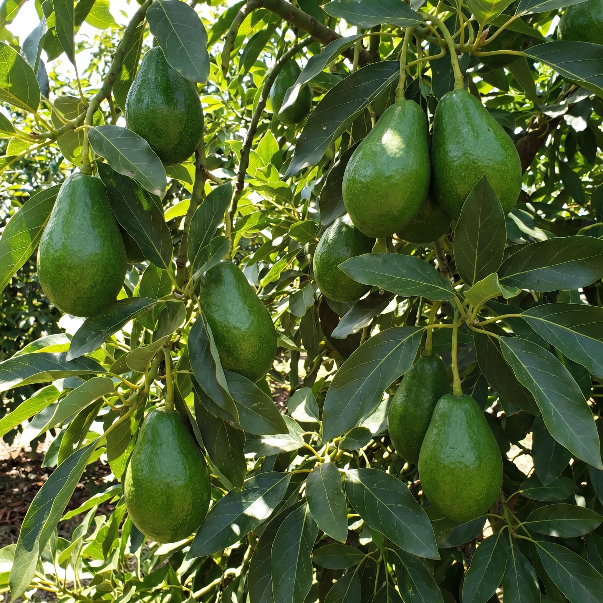 Avocado Tree Live 1-2 Ft Tall in 3 Gallon Pot, Grafted Avocado Tree for Outdoor Garden or Patio Planting, High Yield, Ready to Bear Fruits, No CA (Smooth Green Avocado)