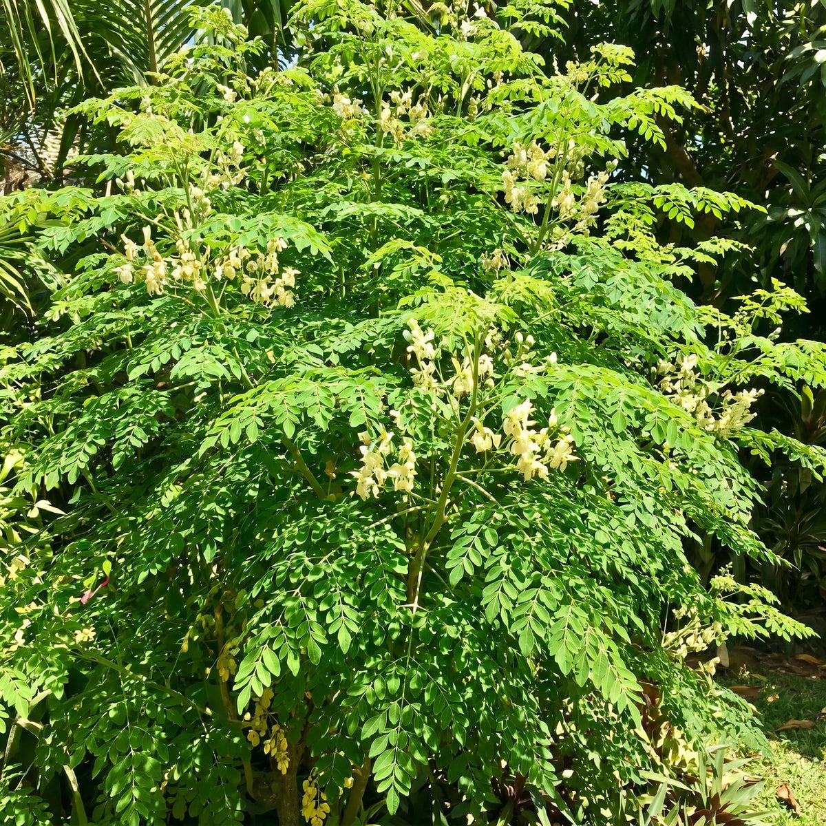 Moringa Tree Live Plant 2-3 Ft Tall in 1 Gallon Pot, Hardy Moringa Oleifera Tree, Horseradish Drumstick Plant, Outdoor Growing, No CA