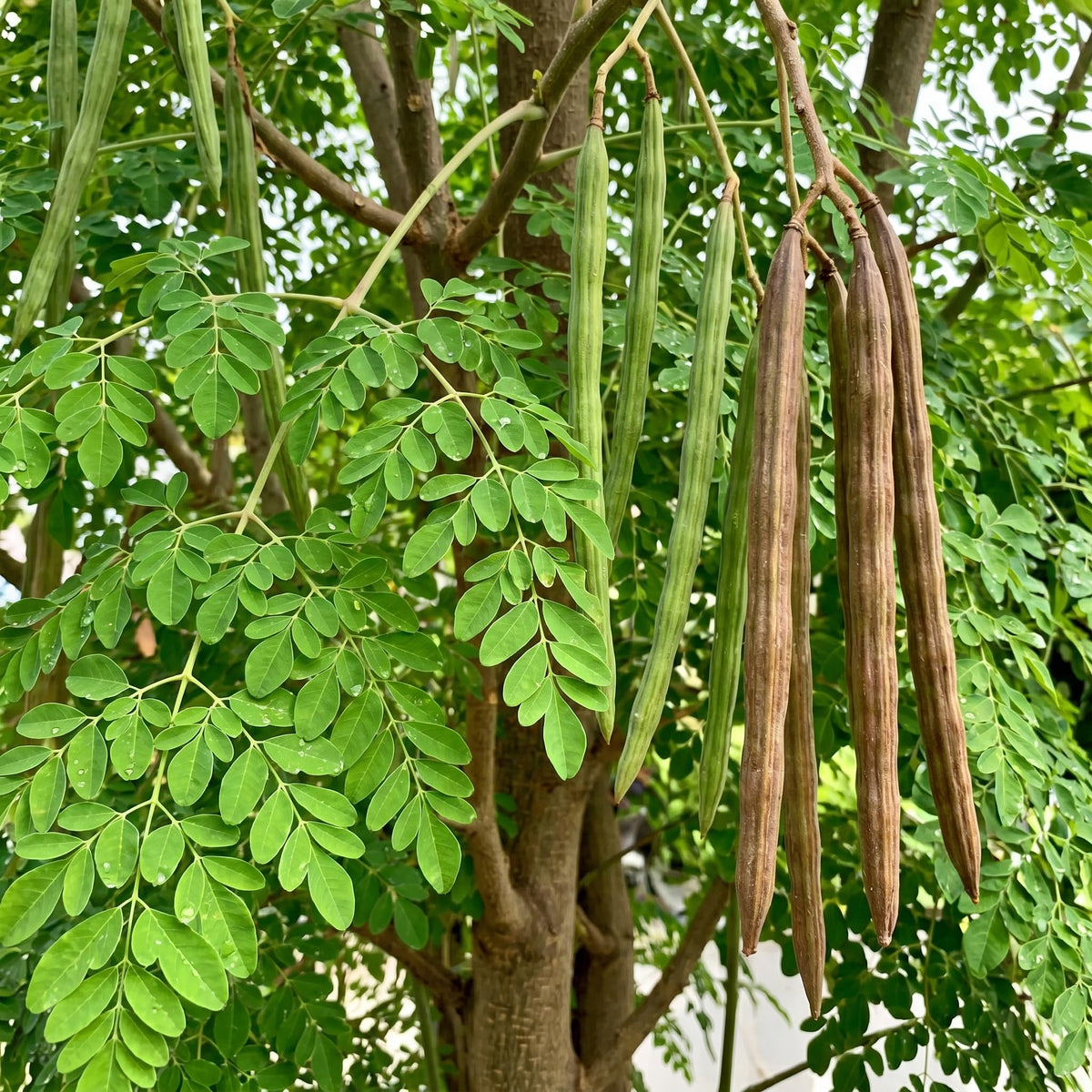 Moringa Tree Live Plant 2-3 Ft Tall in 1 Gallon Pot, Hardy Moringa Oleifera Tree, Horseradish Drumstick Plant, Outdoor Growing, No CA