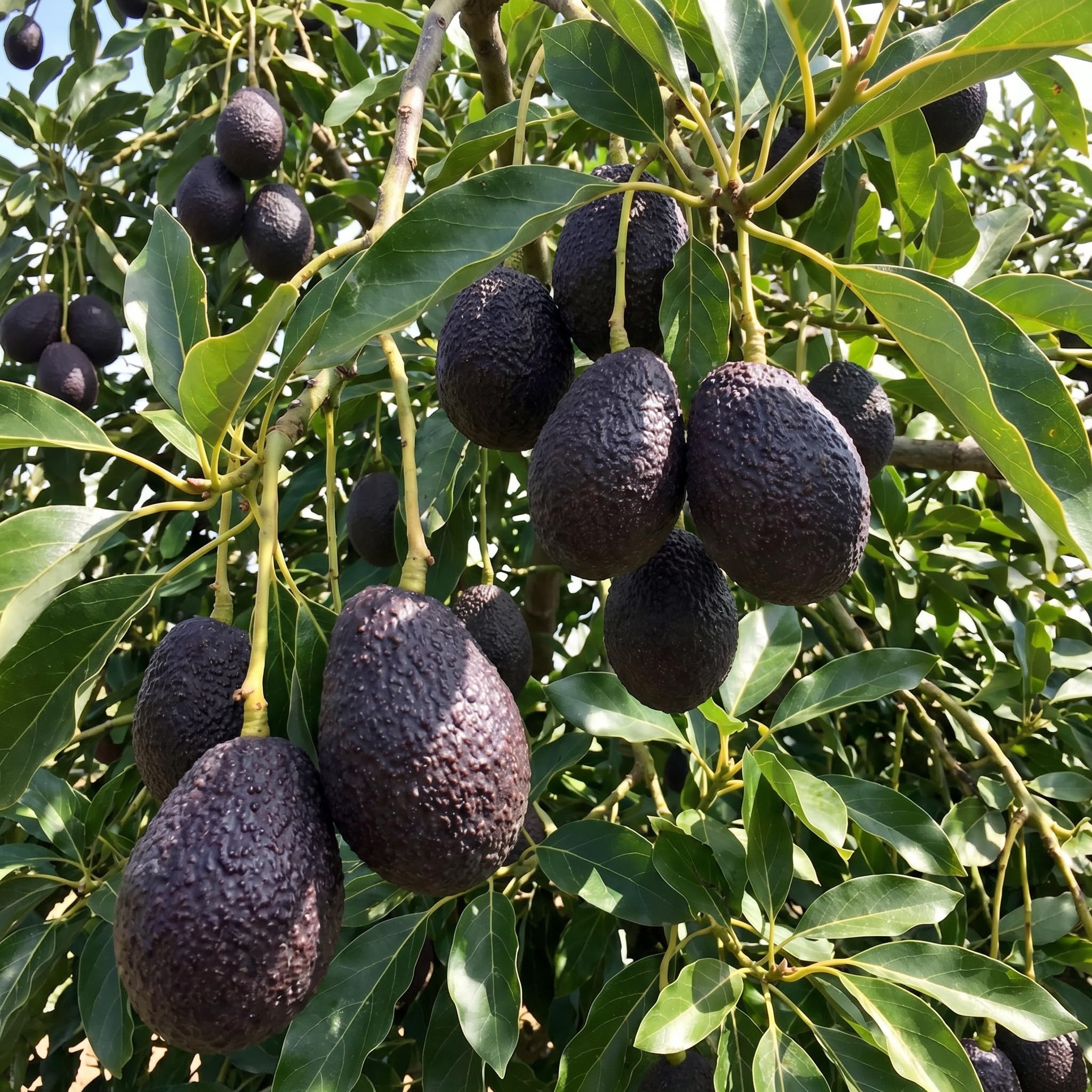 Avocado Tree Live 1-2 Ft Tall in 3 Gallon Pot, Grafted Avocado Tree for Outdoor Garden or Patio Planting, High Yield, Ready to Bear Fruits, No CA (Super HASS Avocado)