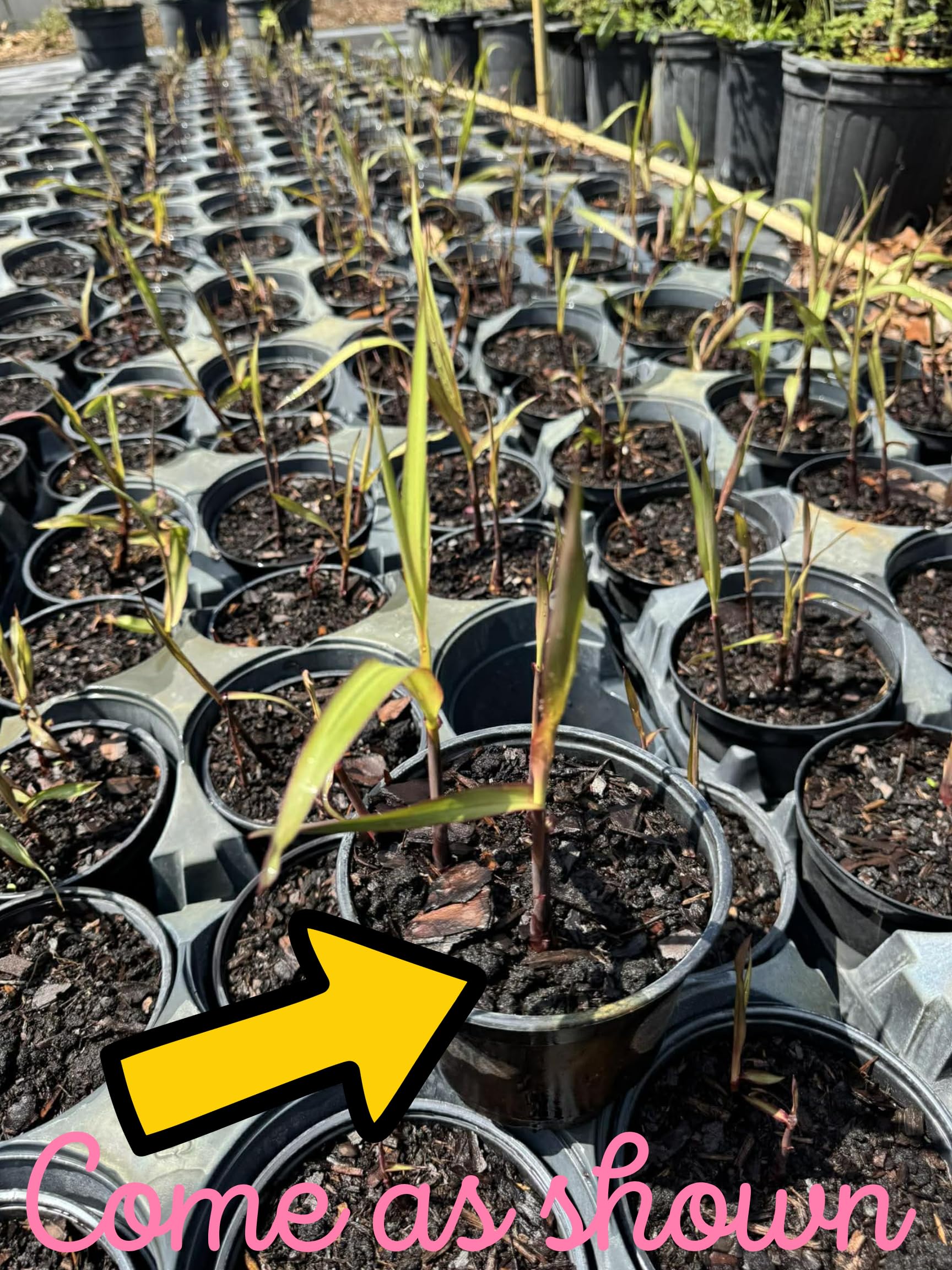 3-4 Sugar Cane Plants Live in 6" Pot, Ready for Planting, Outdoor Growing Sweet, Fresh Sugar Cane, Fast-Growing, No CA