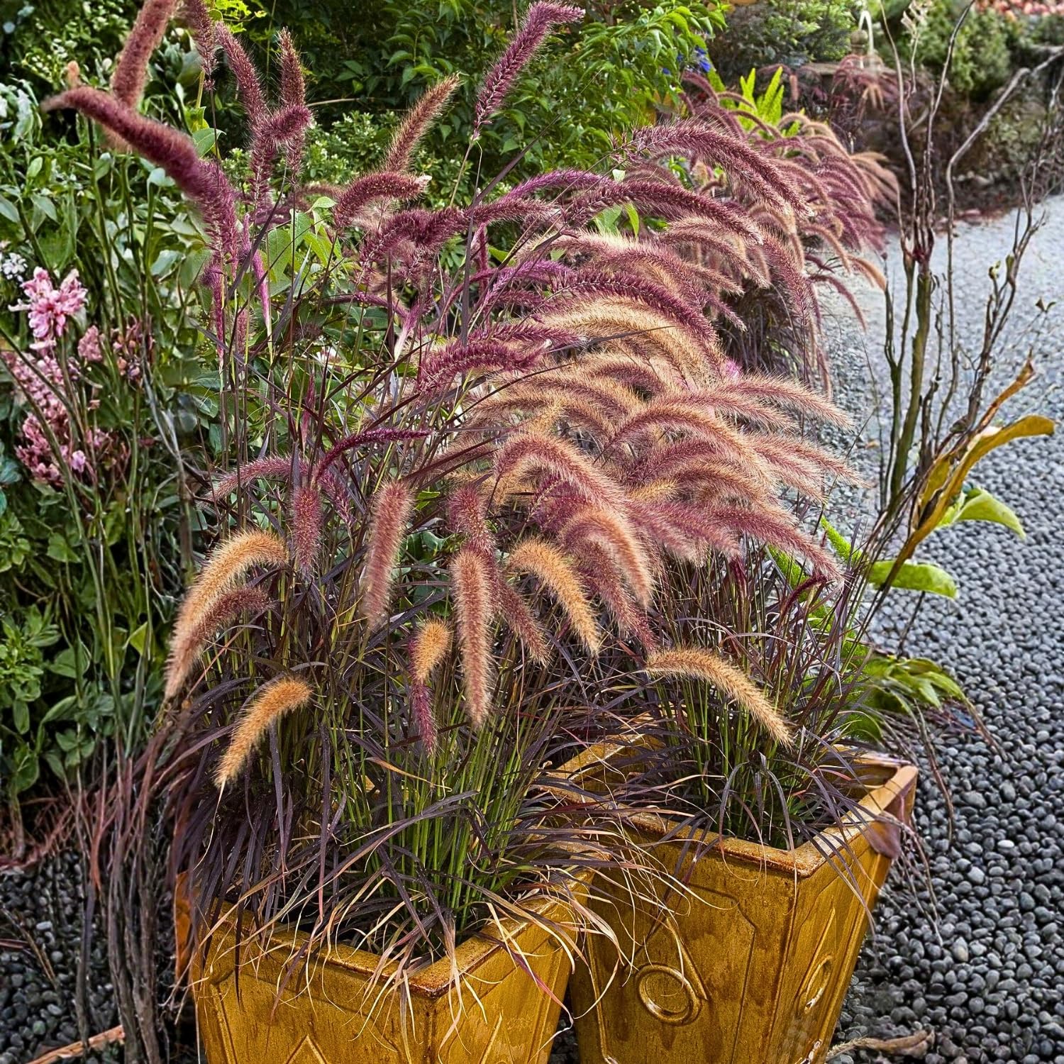 2 Red Fountain Grass Plants, Hardy, Ornamental Grass with Red Plumes, Garden, Border, or Containers Growing, 4-7 Inches