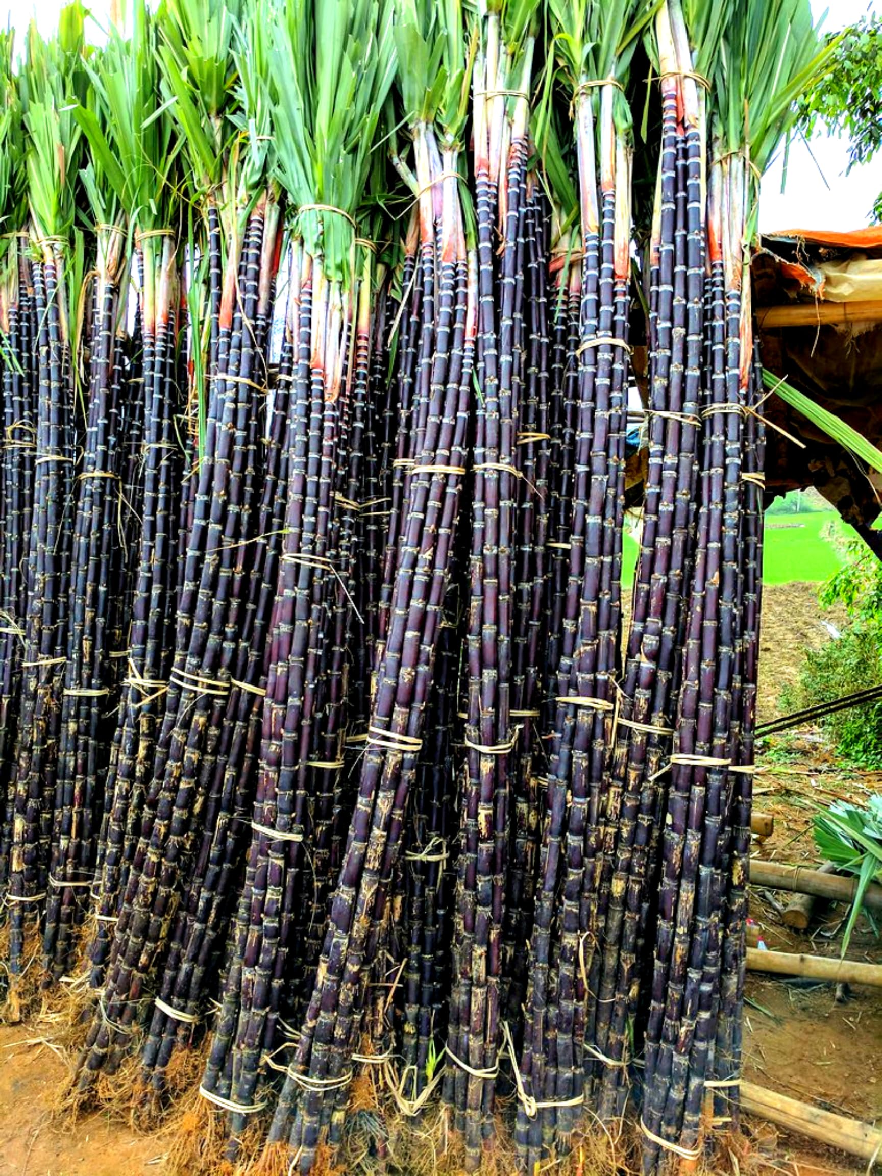 5 Sugar Cane Plants Live Rooted Cuttings, 2-3" Ready for Planting, Outdoor Growing Sweet, Fresh Sugar Cane, Fast-Growing