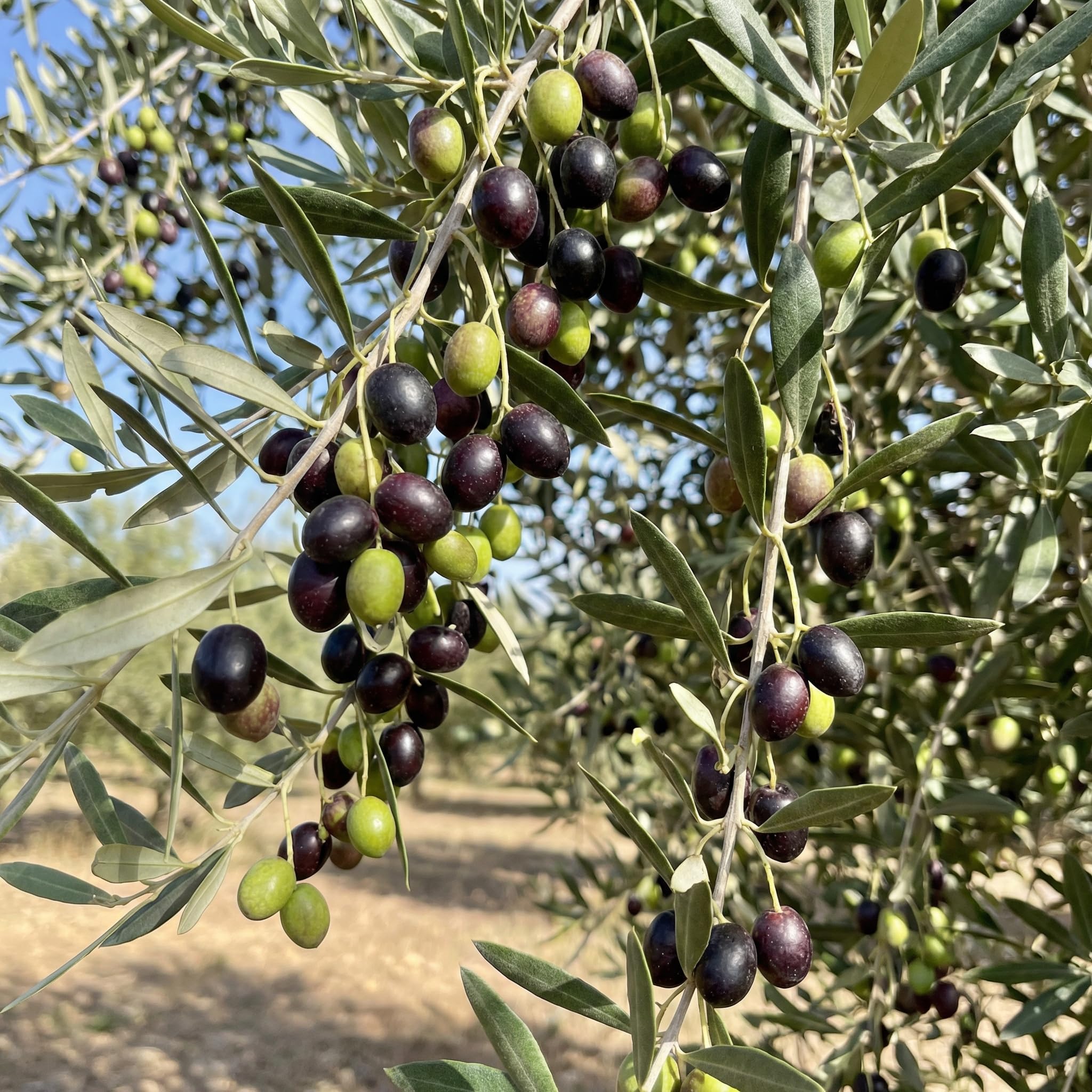 Live Olive Tree 2-3 Ft Tall, Compact Olive Tree for Outdoor or Container Planting, Ready to Grow, 1 Gallon Potted Plants, No CA