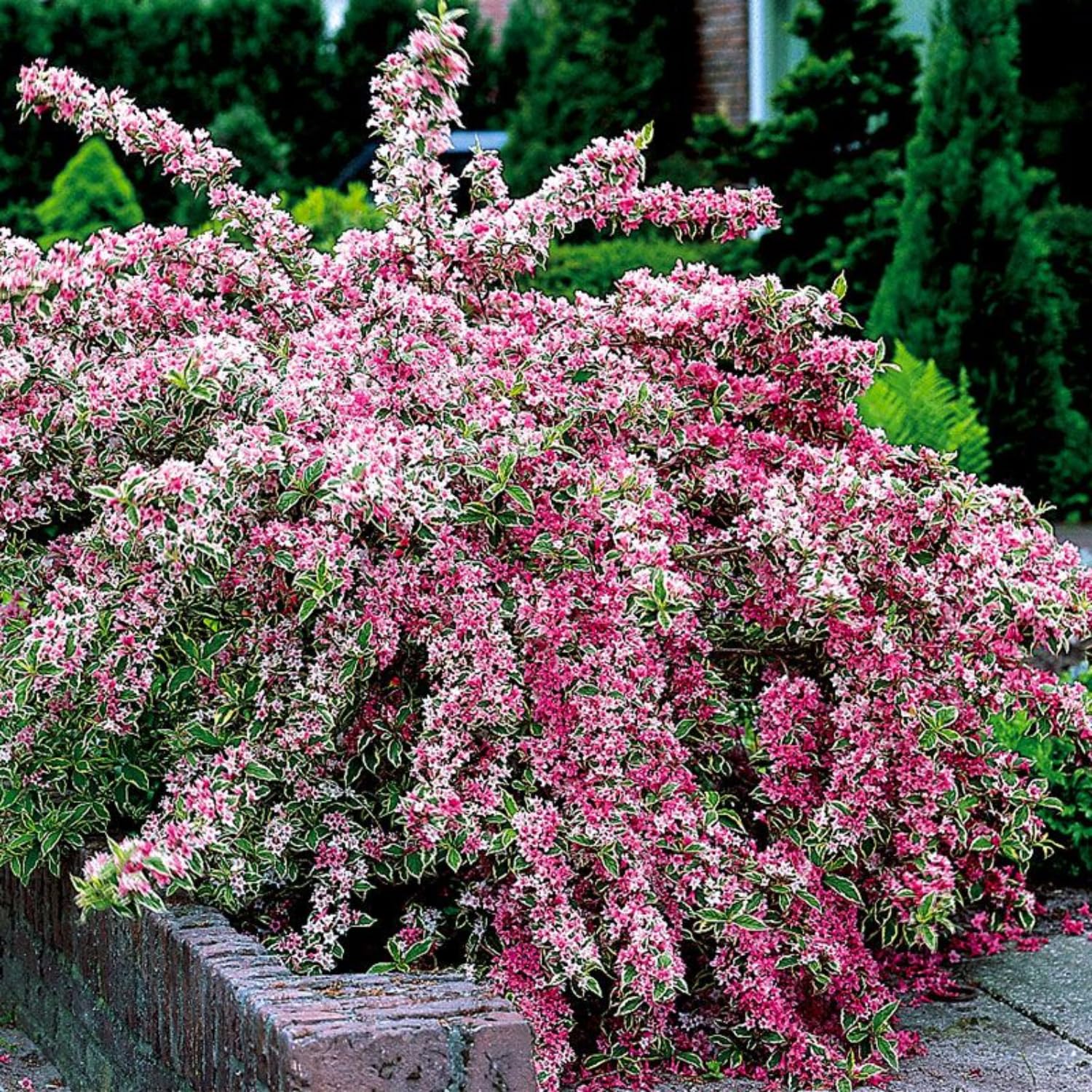 Variegated Weigela Live Plant Blooming Shrub,1-2 Ft Hardy Dormant Perennial Flowering Bush for Garden Borders