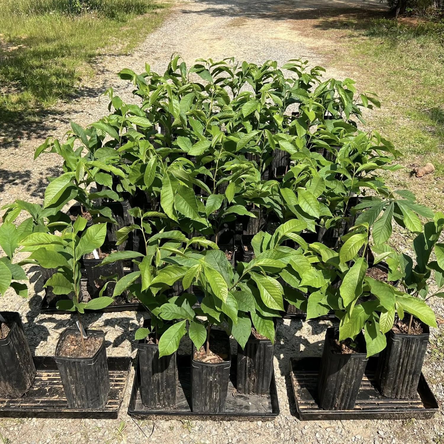 Pawpaw Tree, Paw Paw Plant, Cold-Hardy Fruit Tree for Home Orchard Outdoor, 6-15 Inch Height, in Quart Pot
