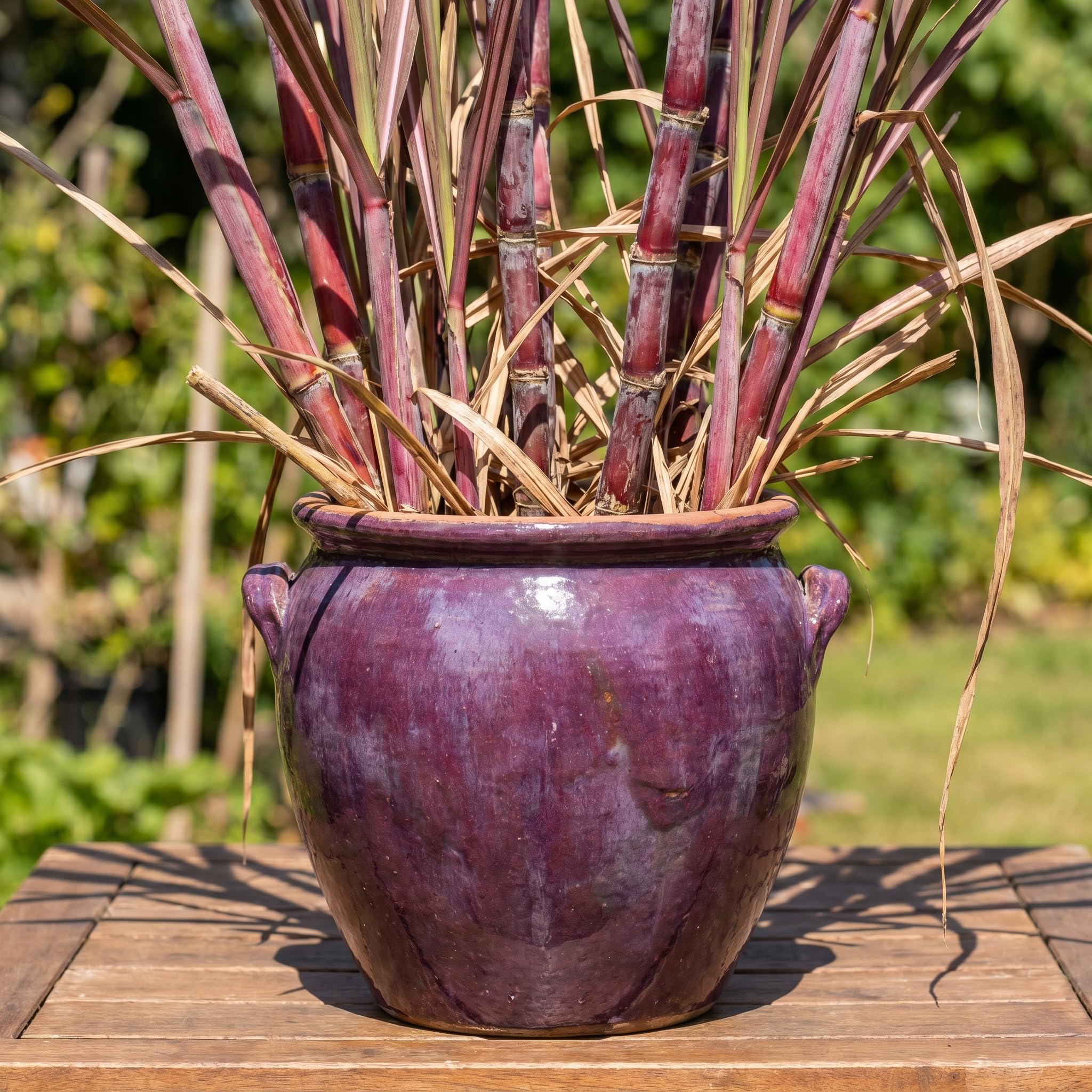Purple Sugarcane Plant in 6" Pot, Ornamental Sugar Cane Clumps for Garden, Patio and Containers, Hardy Outdoor Plant, No CA