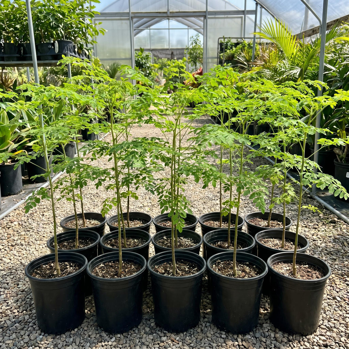 Moringa Tree Live Plant 2-3 Ft Tall in 1 Gallon Pot, Hardy Moringa Oleifera Tree, Horseradish Drumstick Plant, Outdoor Growing, No CA